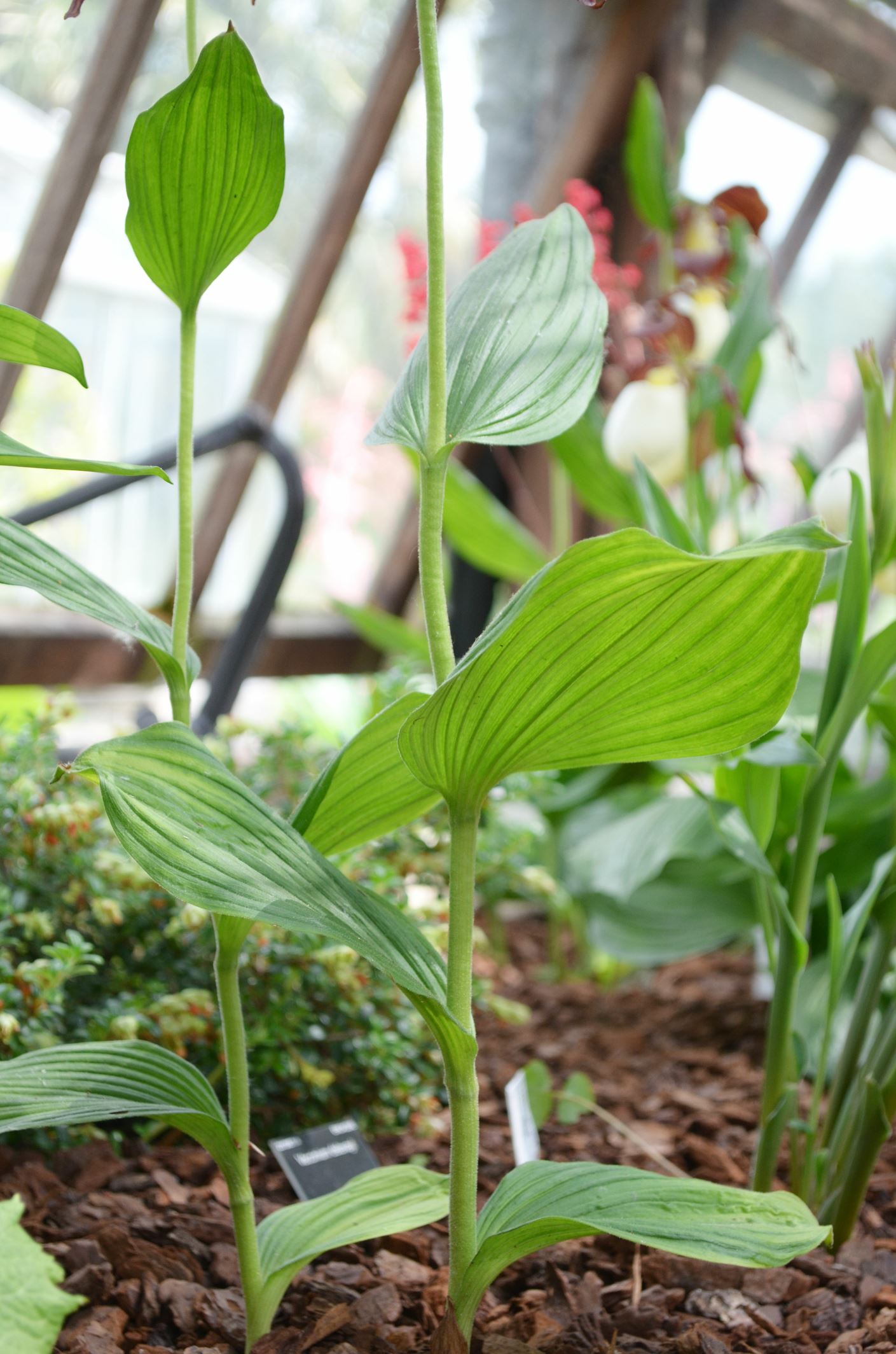 Image of Cypripedium kentuckiense