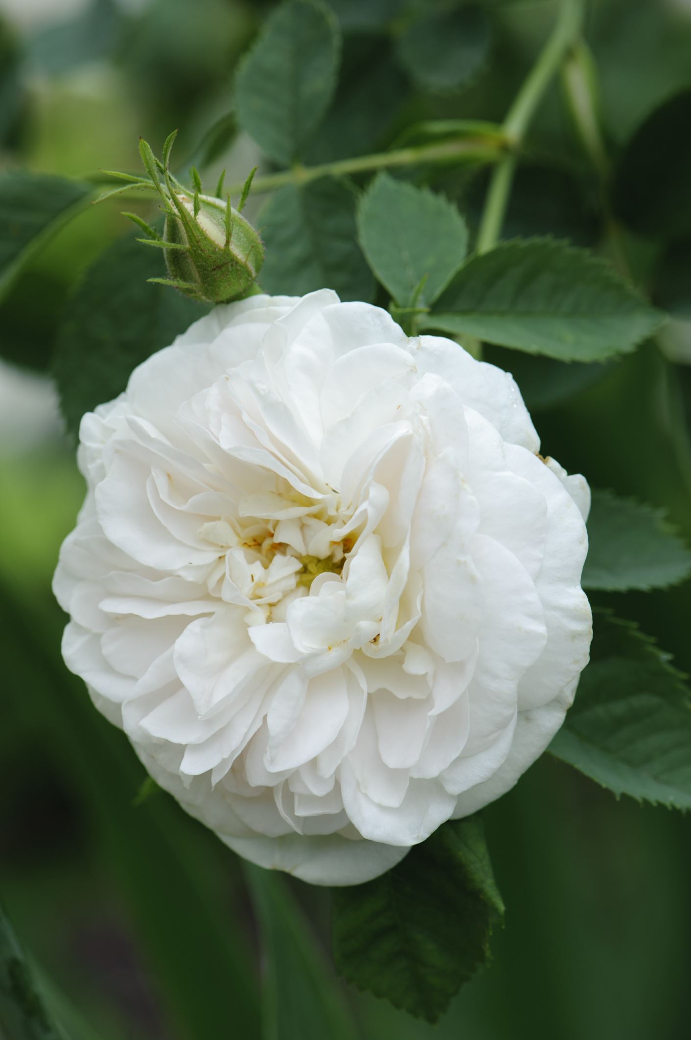 Image of Rosa 'Maxima'