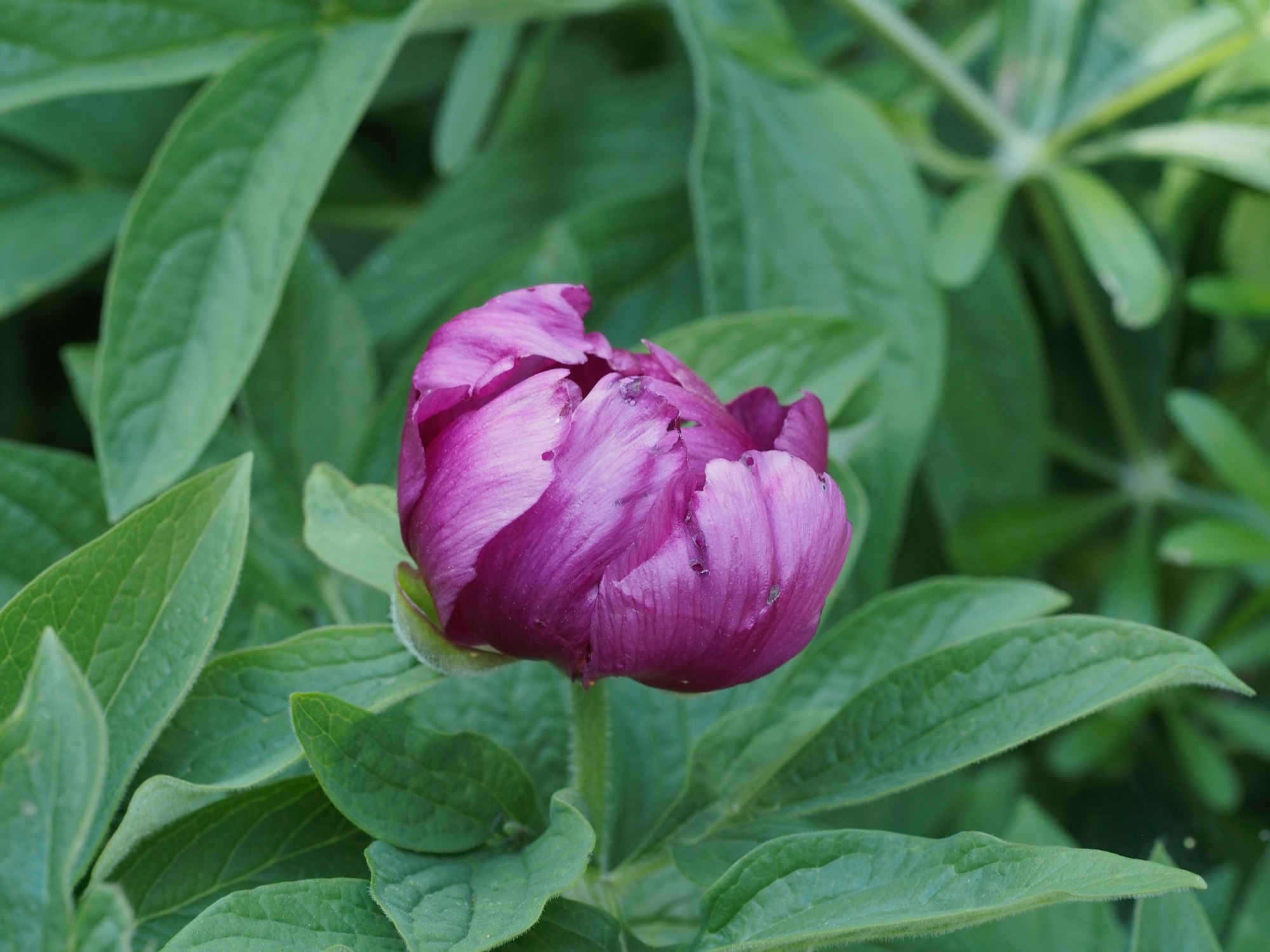 Image of Paeonia mascula subsp. arietina