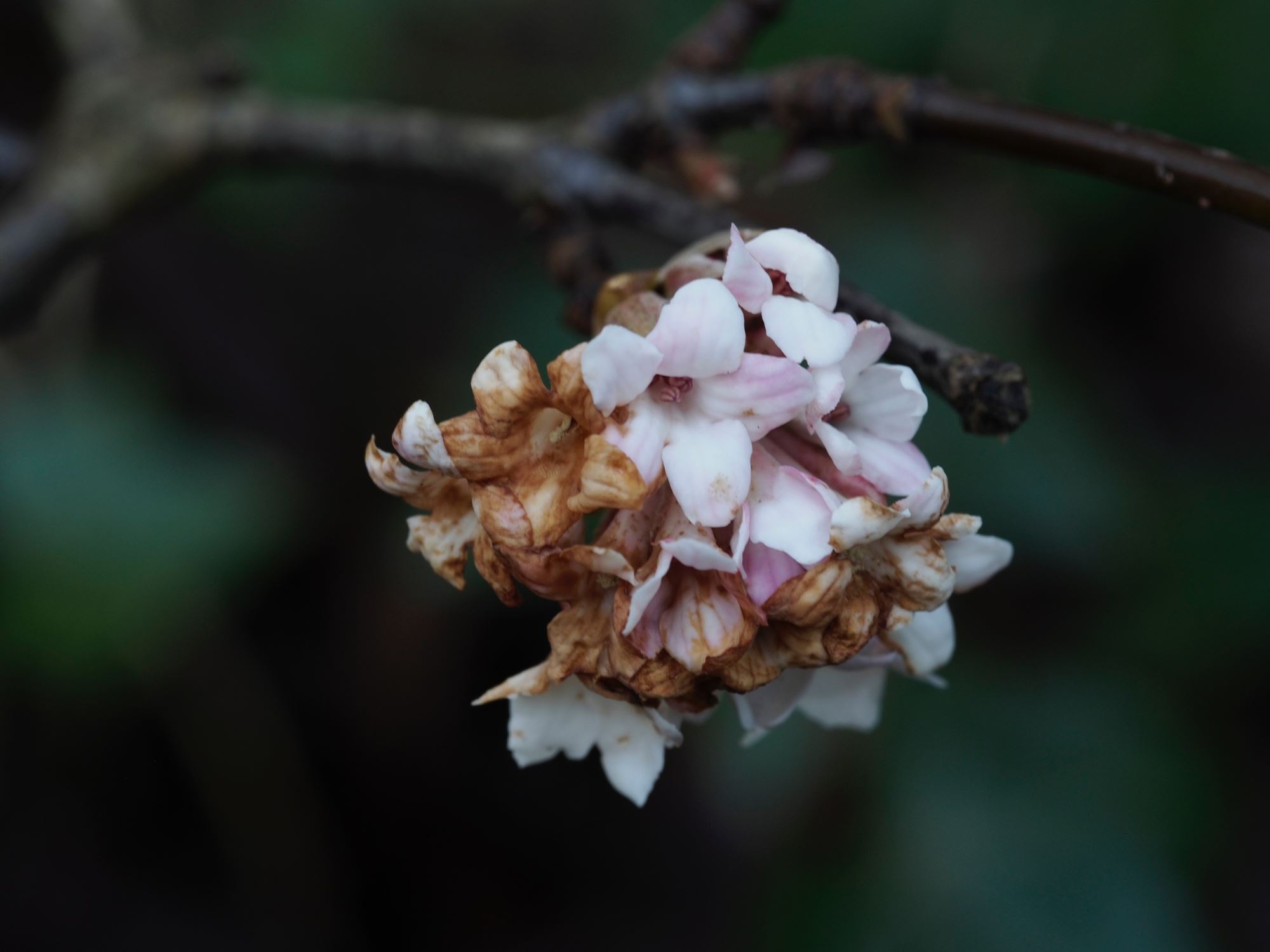Image of Viburnum Ã— bodnantense 'Dawn'