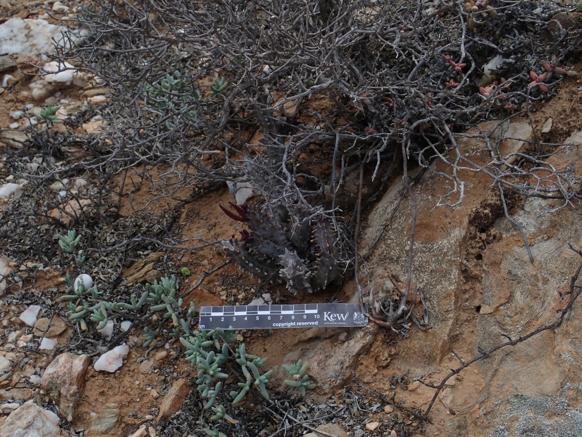 Image of Quaqua incarnata