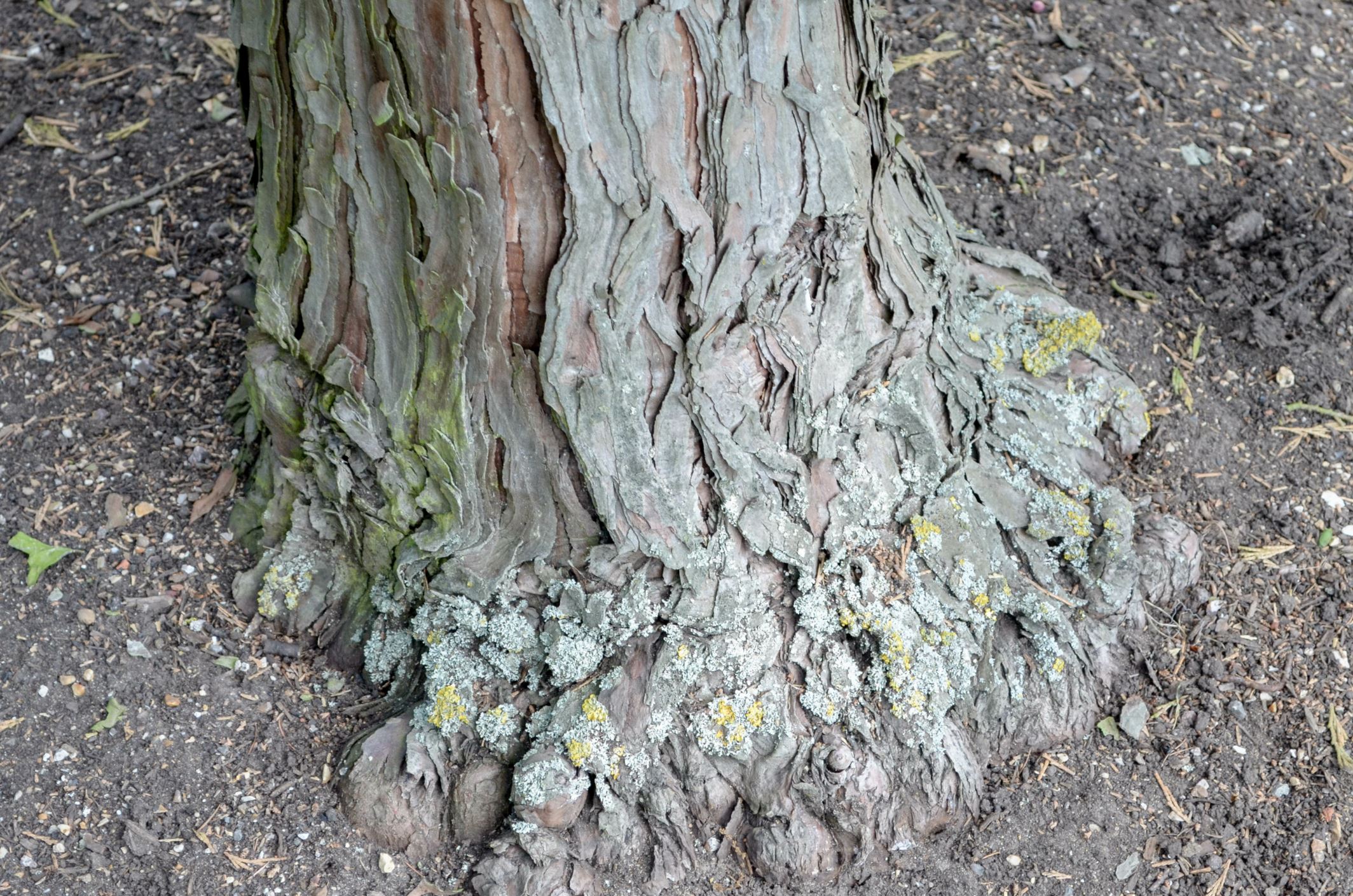 Image of Calocedrus decurrens