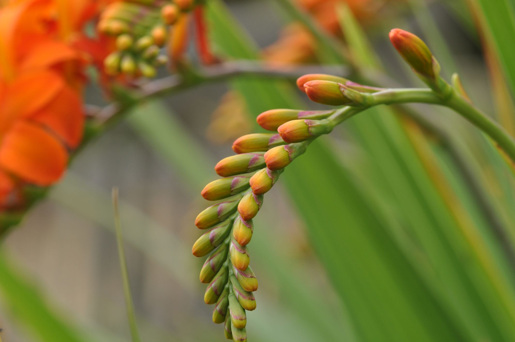 Image of Crocosmia masoniorum