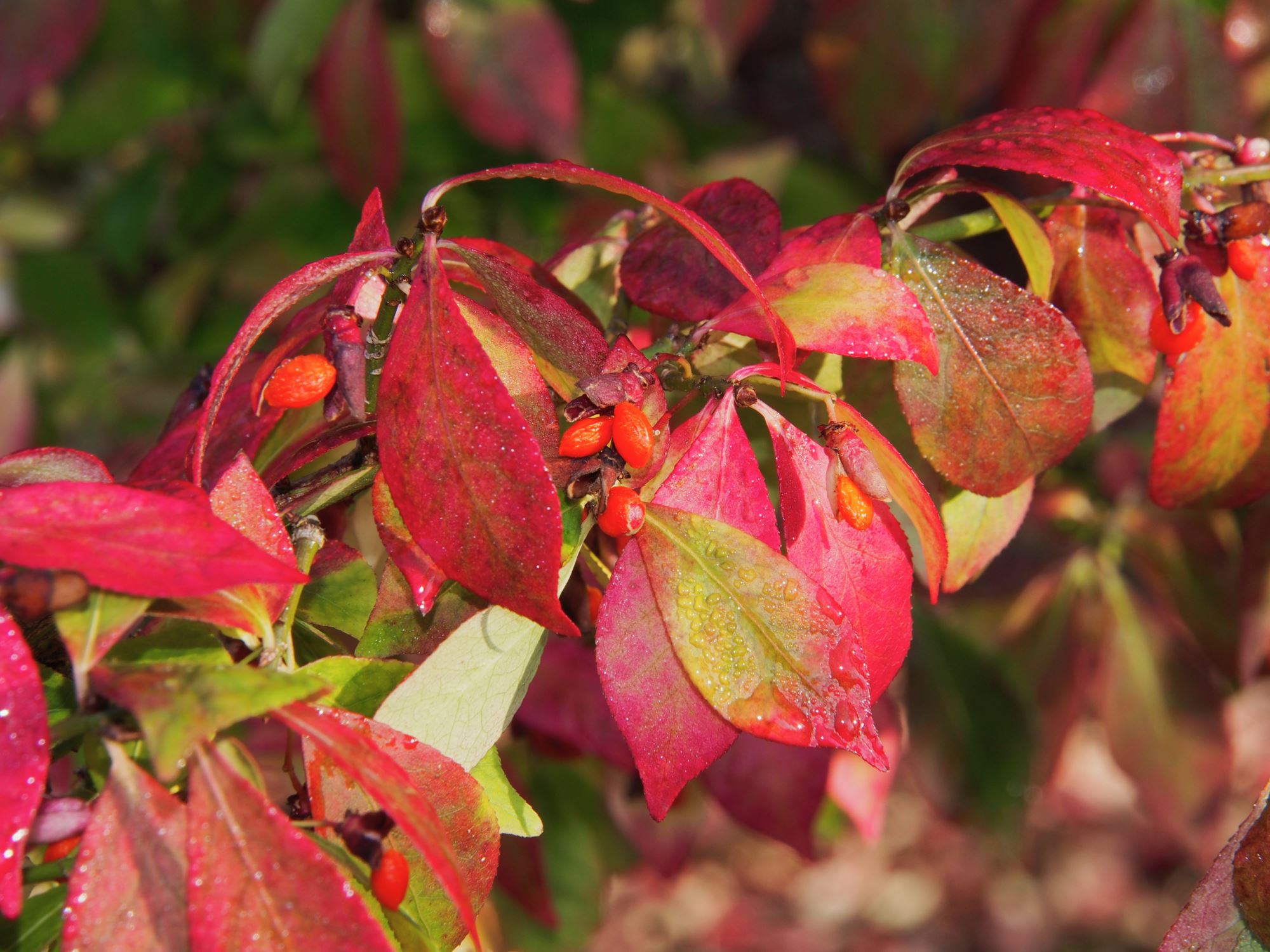 Image of Euonymus alatus var. apterus