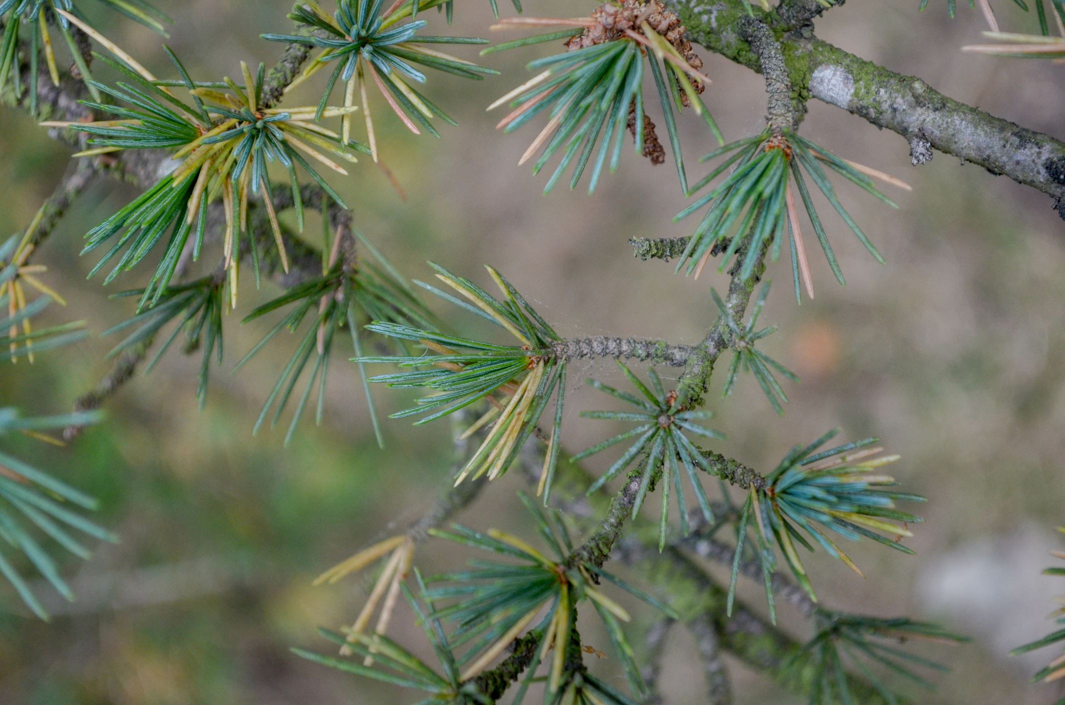 Image of Cedrus libani