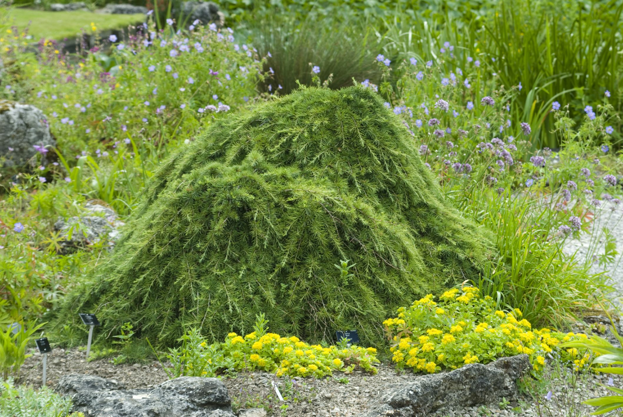 Image of Cedrus libani 'Sargentii'