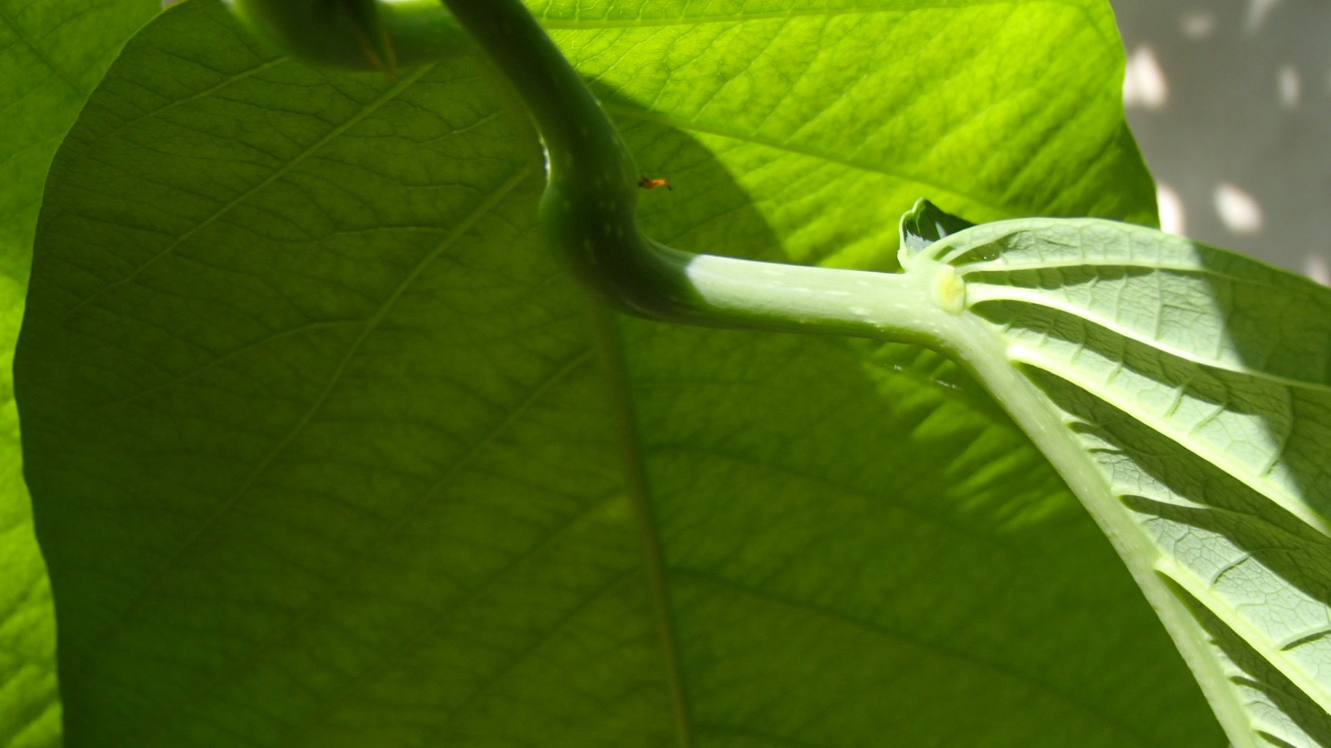 Image of Passiflora lindeniana