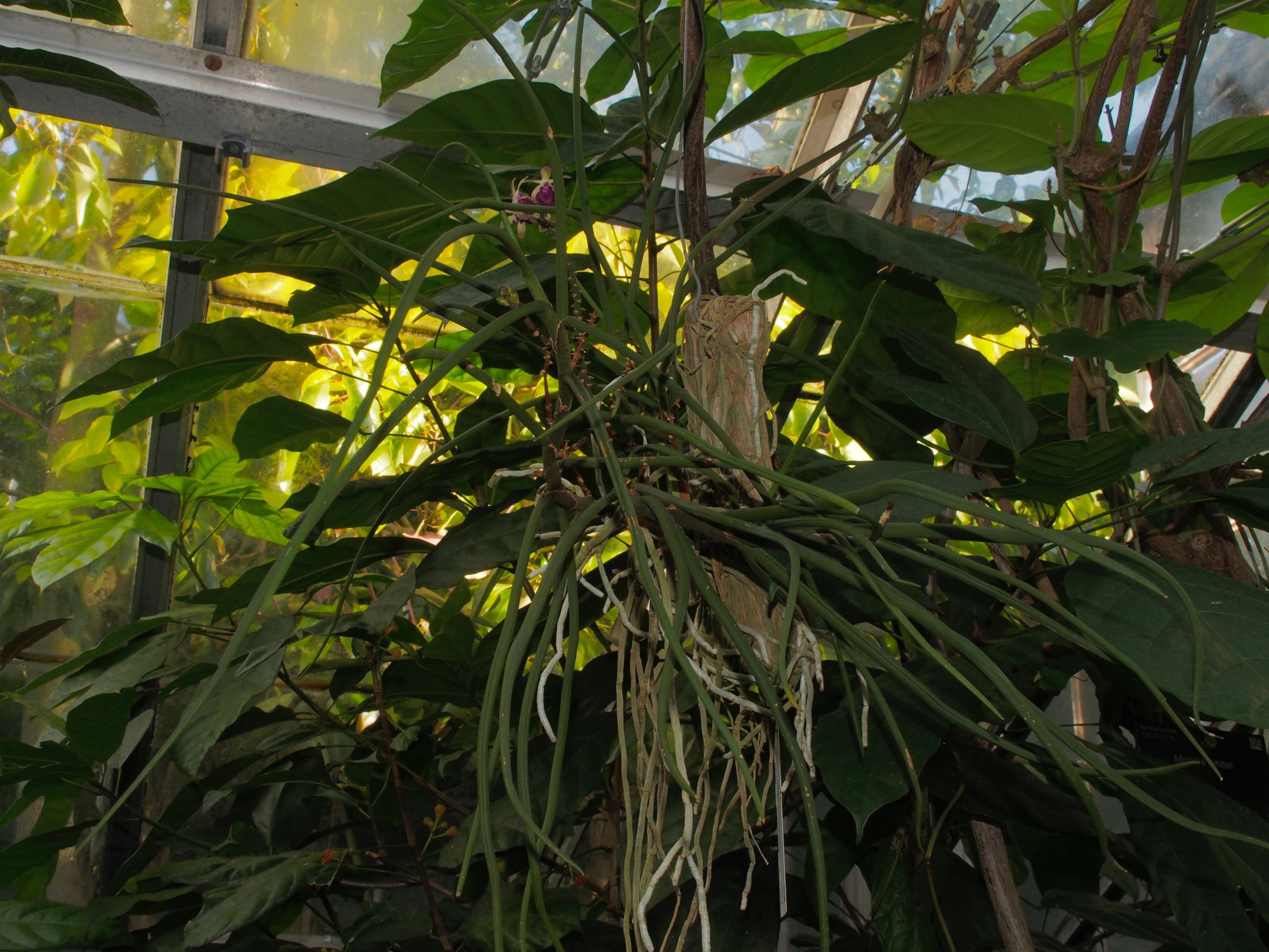 Image of Luisia curtisii Ã— Seidenfadenia mitrata
