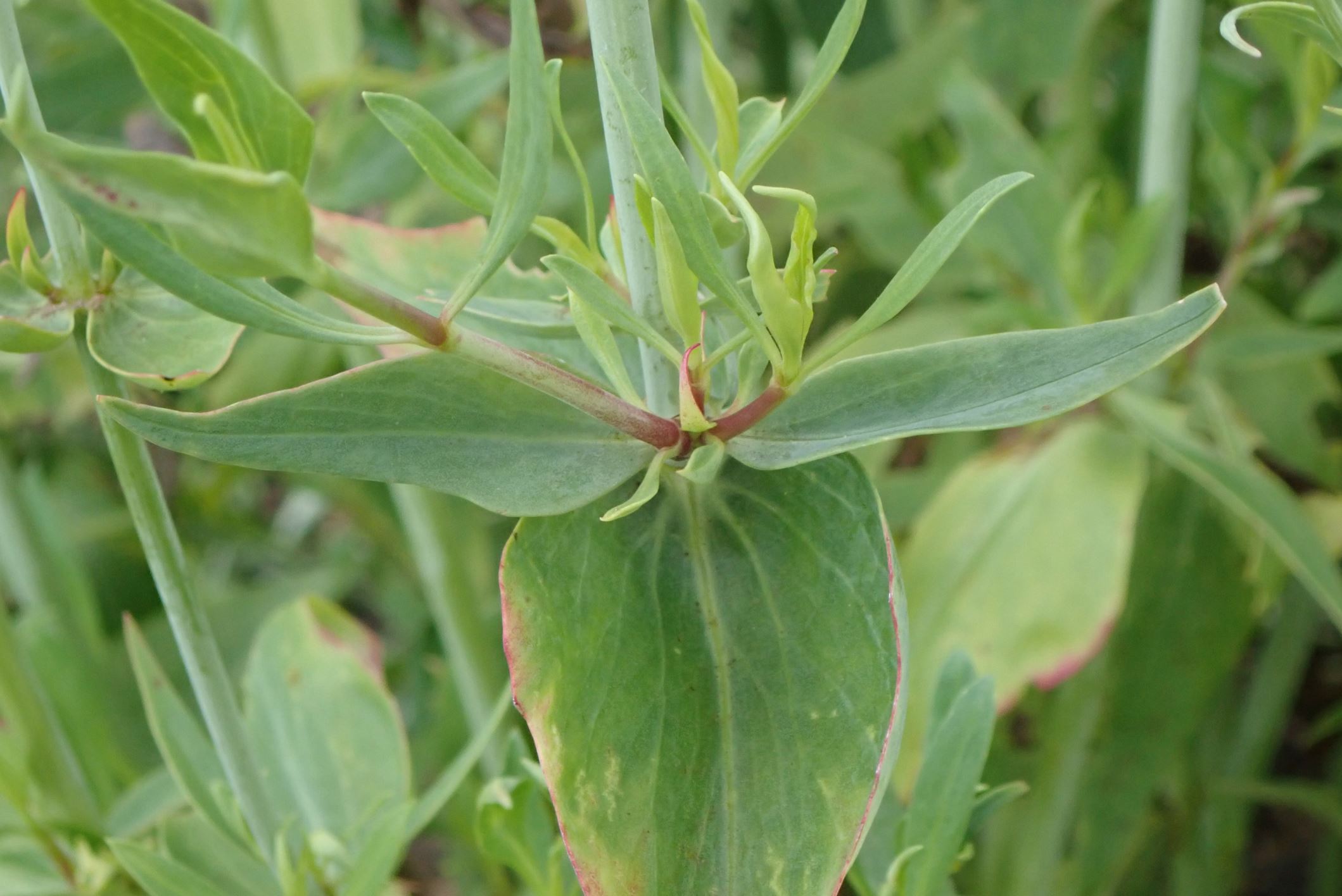 Image of Centranthus ruber