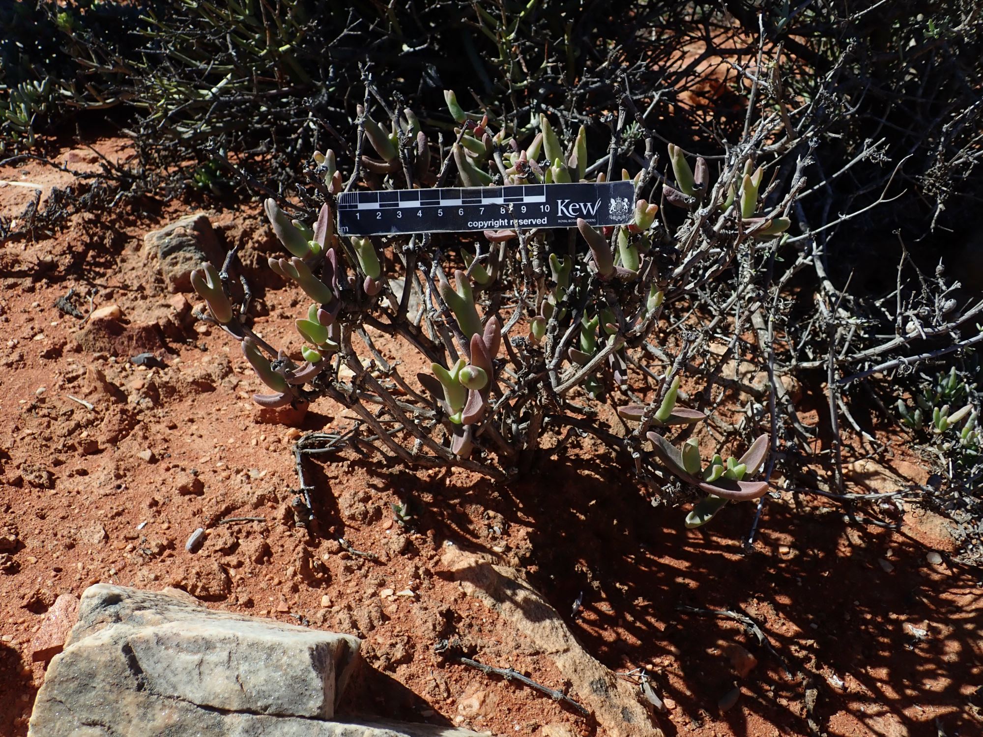 Image of Mitrophyllum sp.