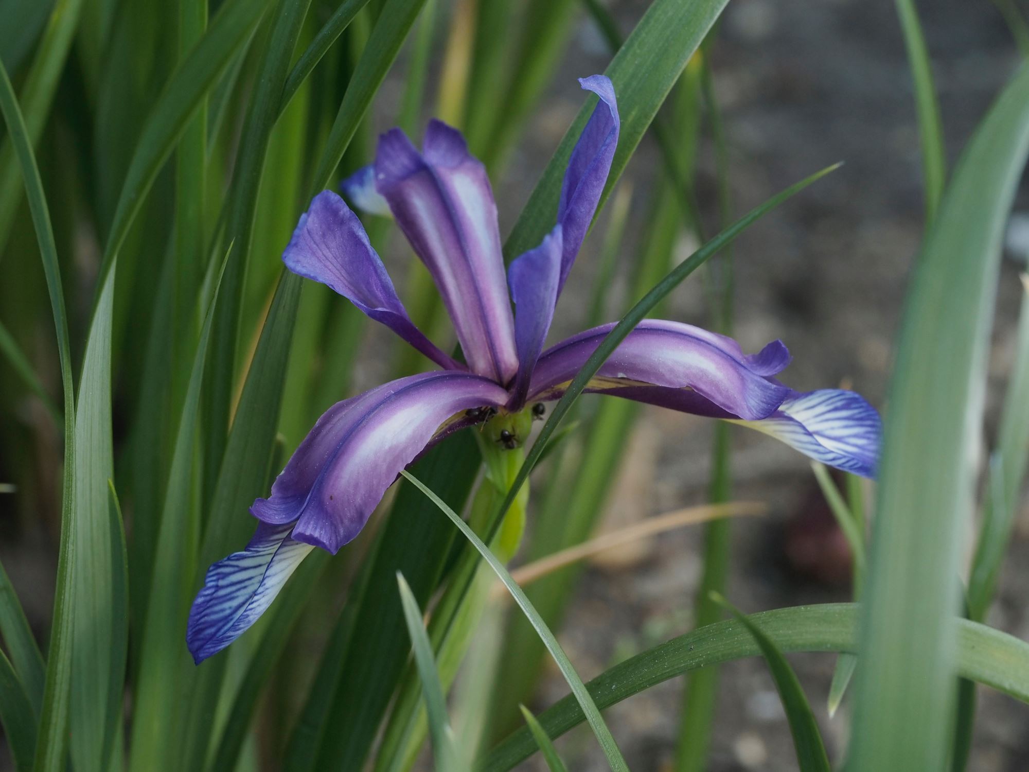Image of Iris graminea