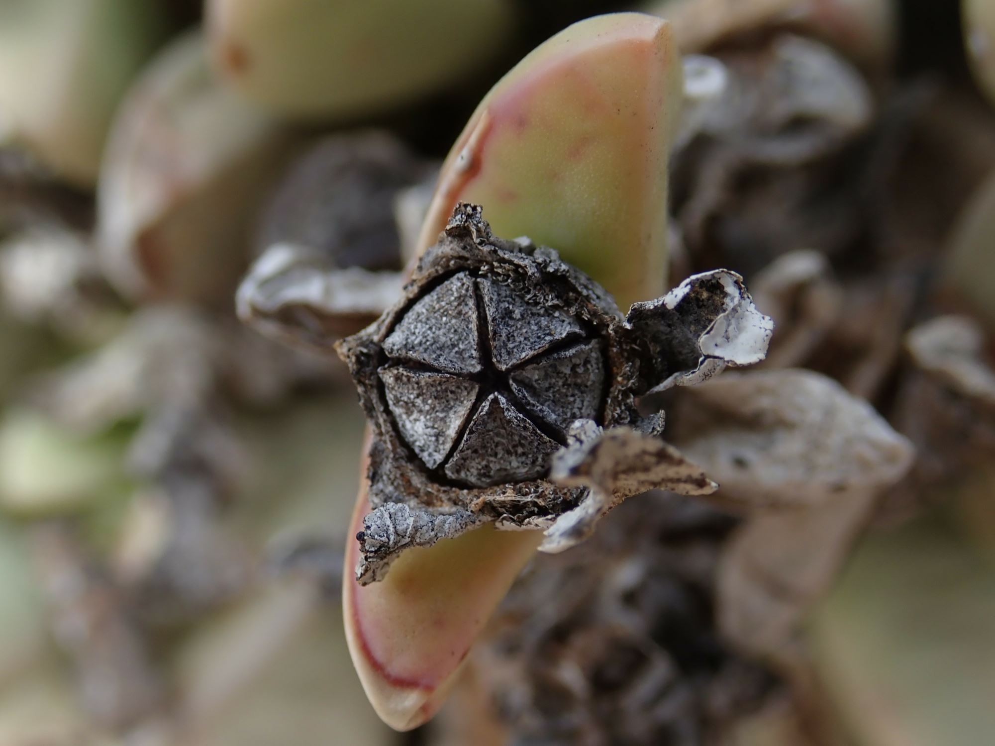Image of Hartmanthus sp.