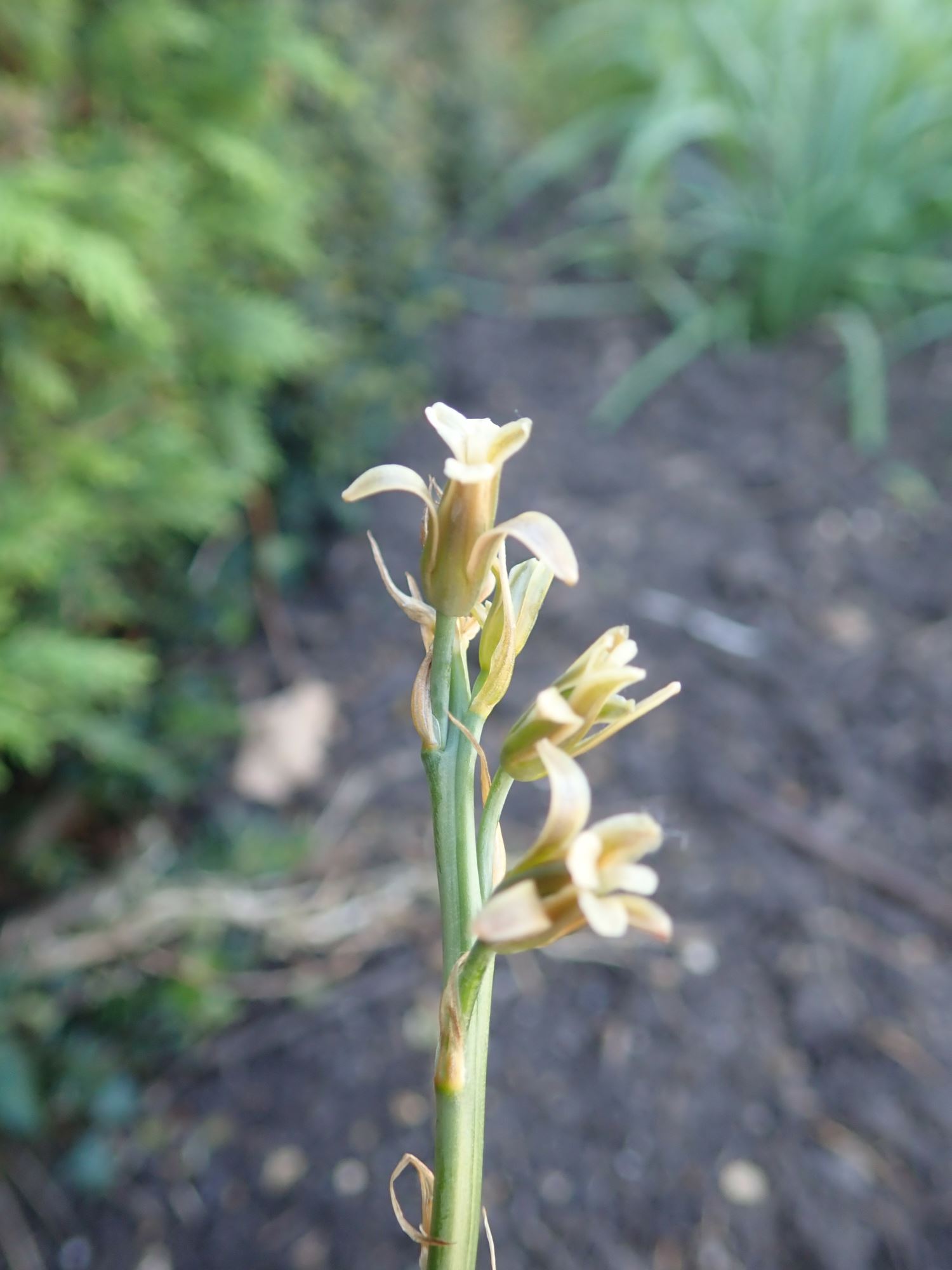 Image of Dipcadi serotinum