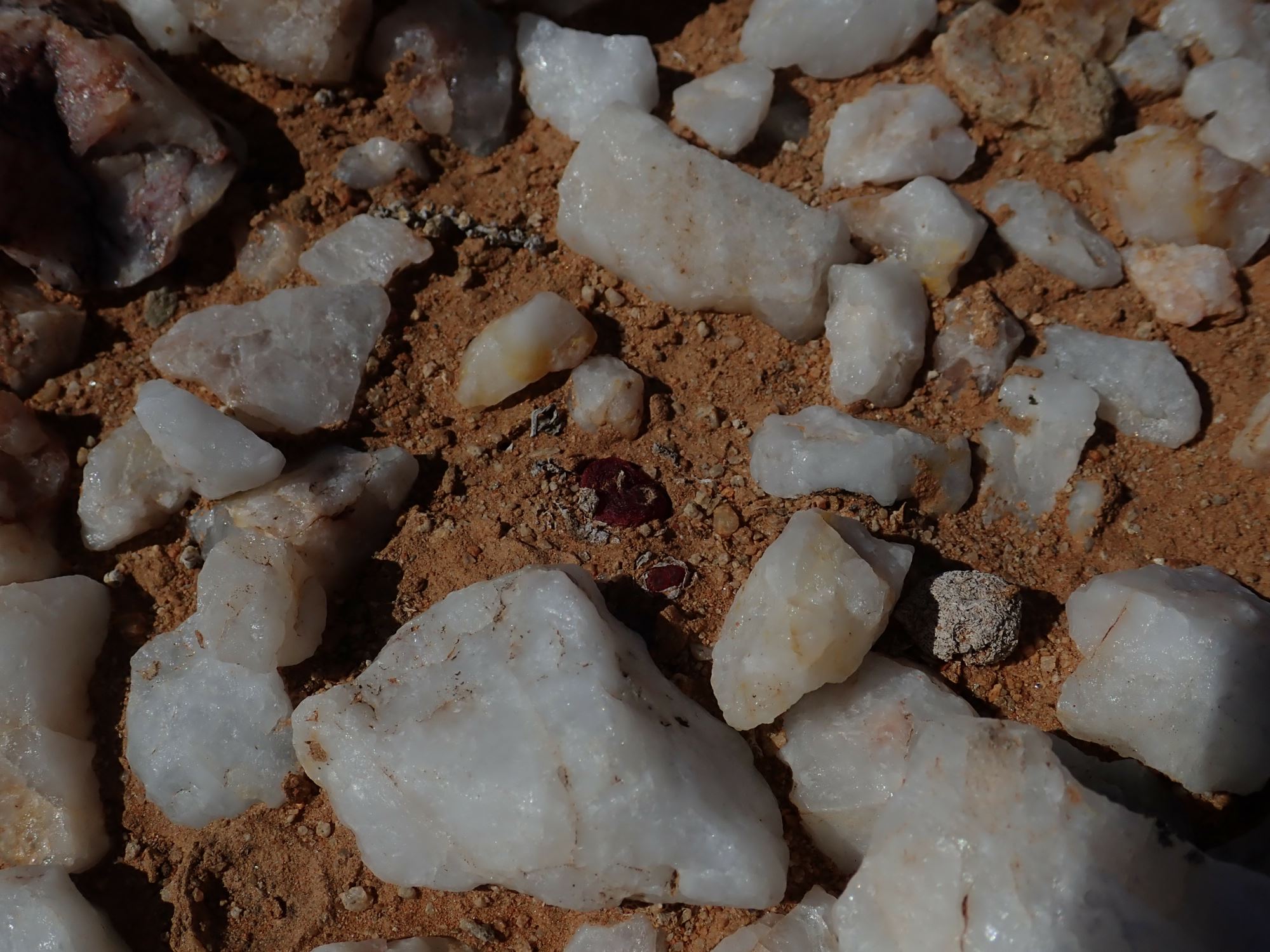 Image of Conophytum maughanii