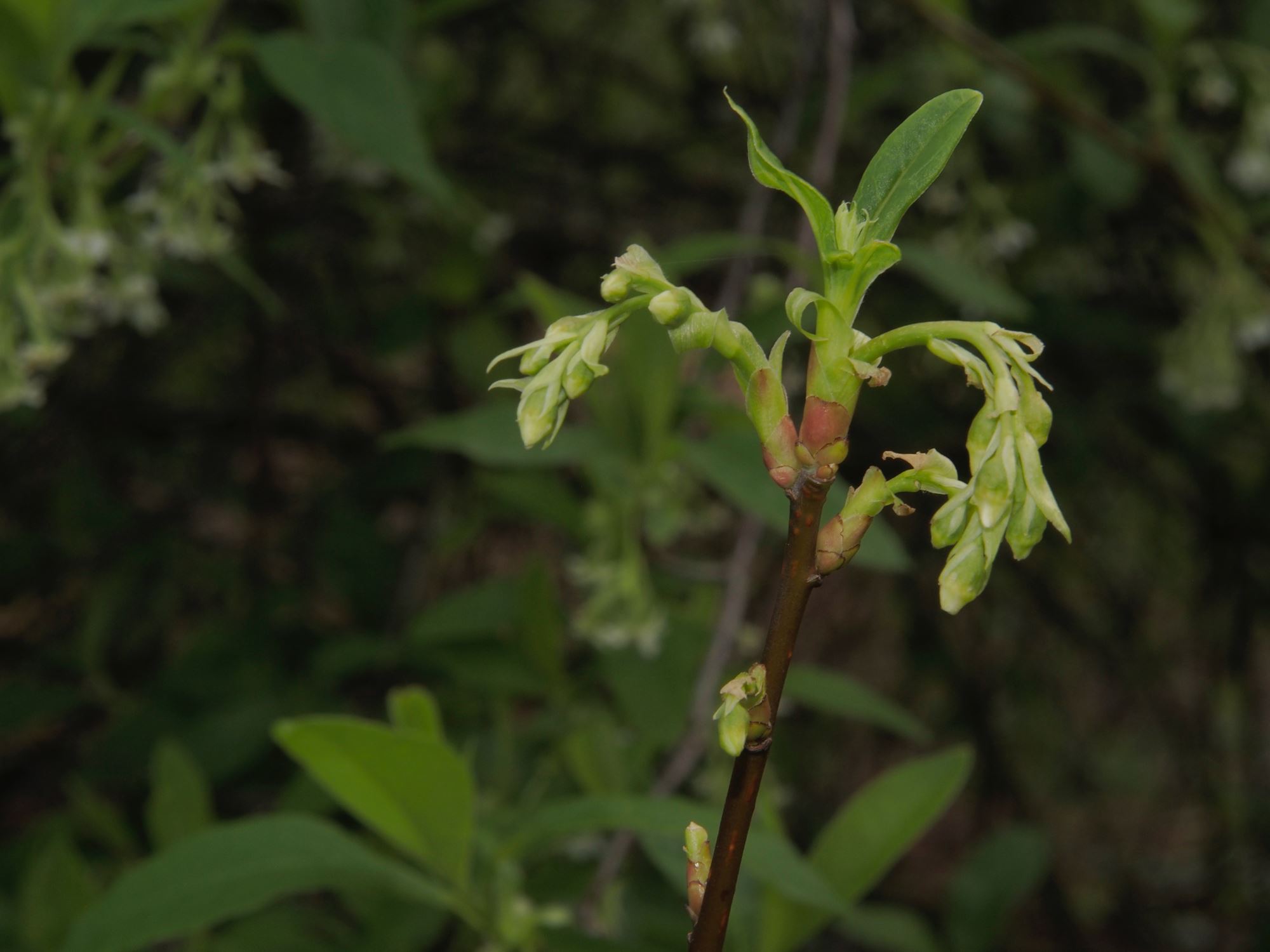 Image of Oemleria cerasiformis