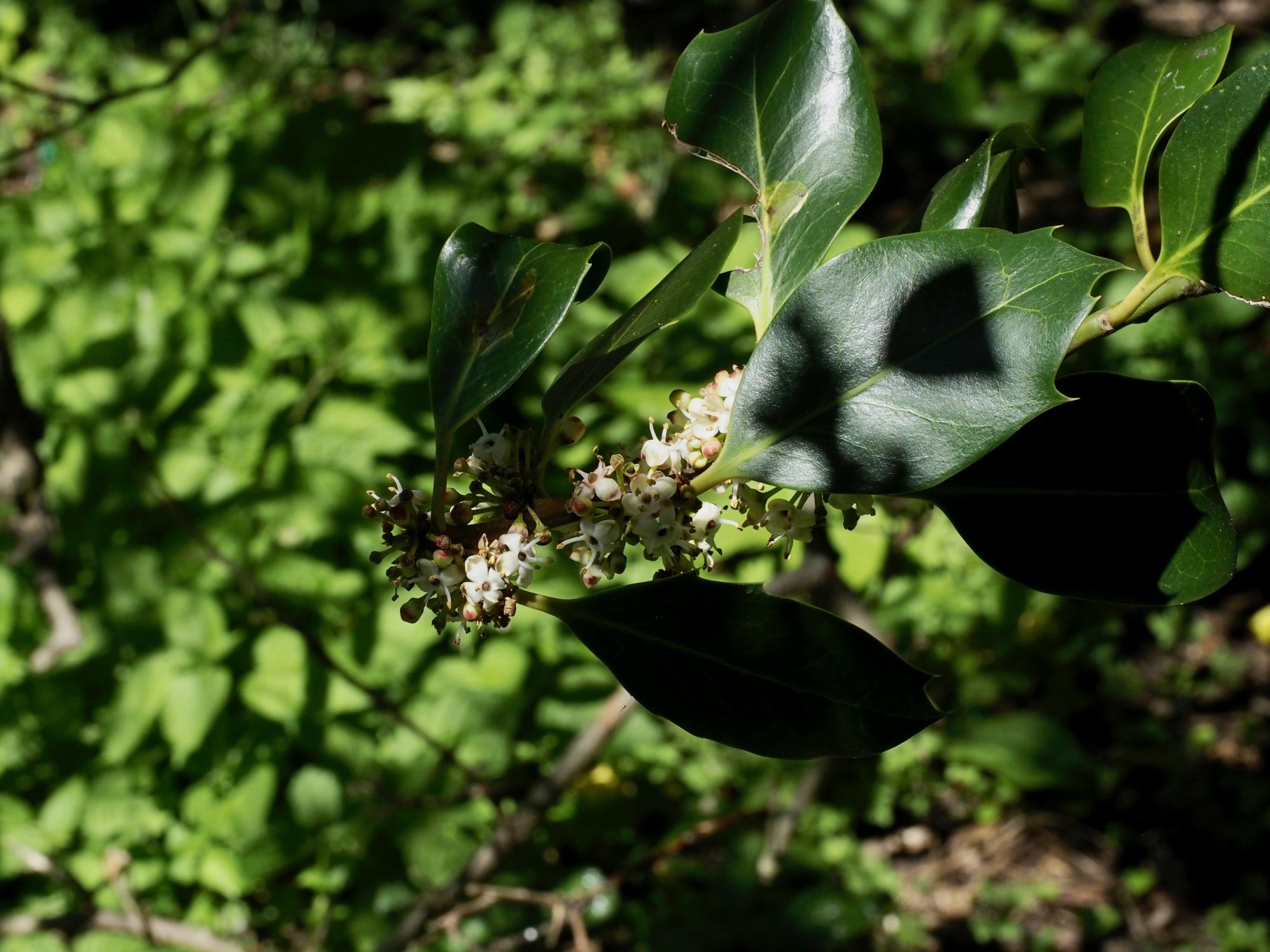 Image of Ilex Ã— altaclerensis 'Hodginsii'