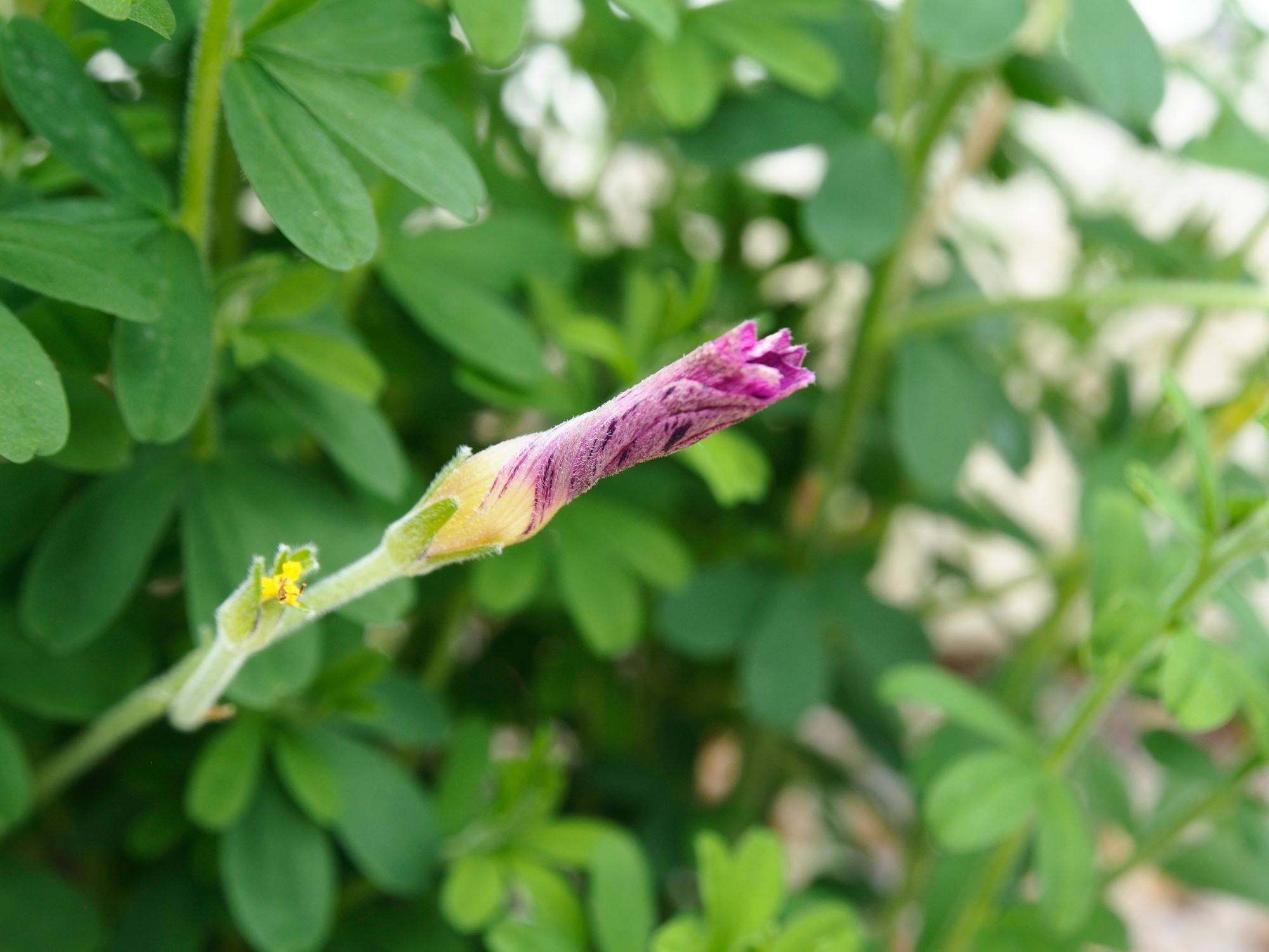 Image of Oxalis hirta