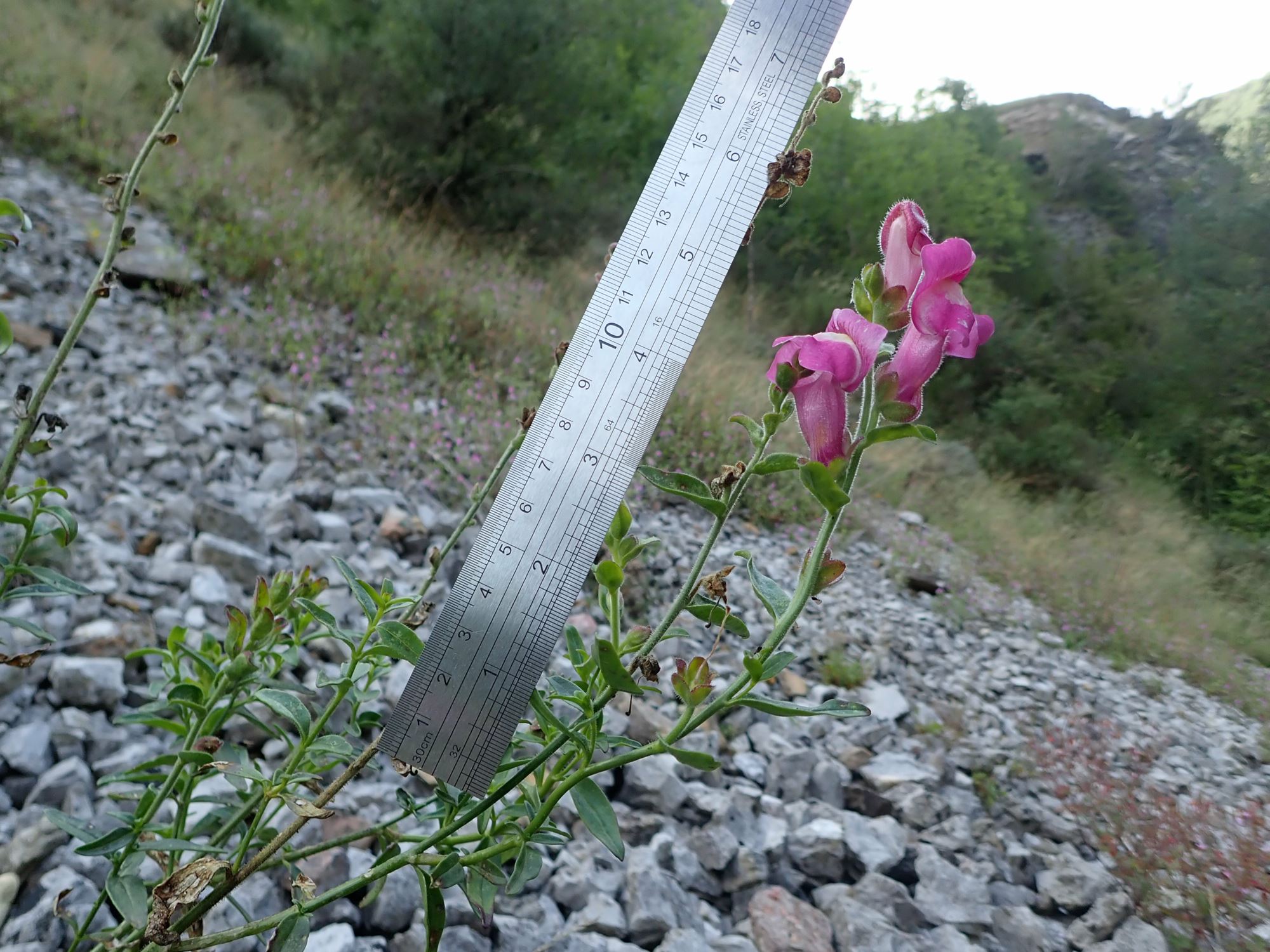 Image of Antirrhinum majus