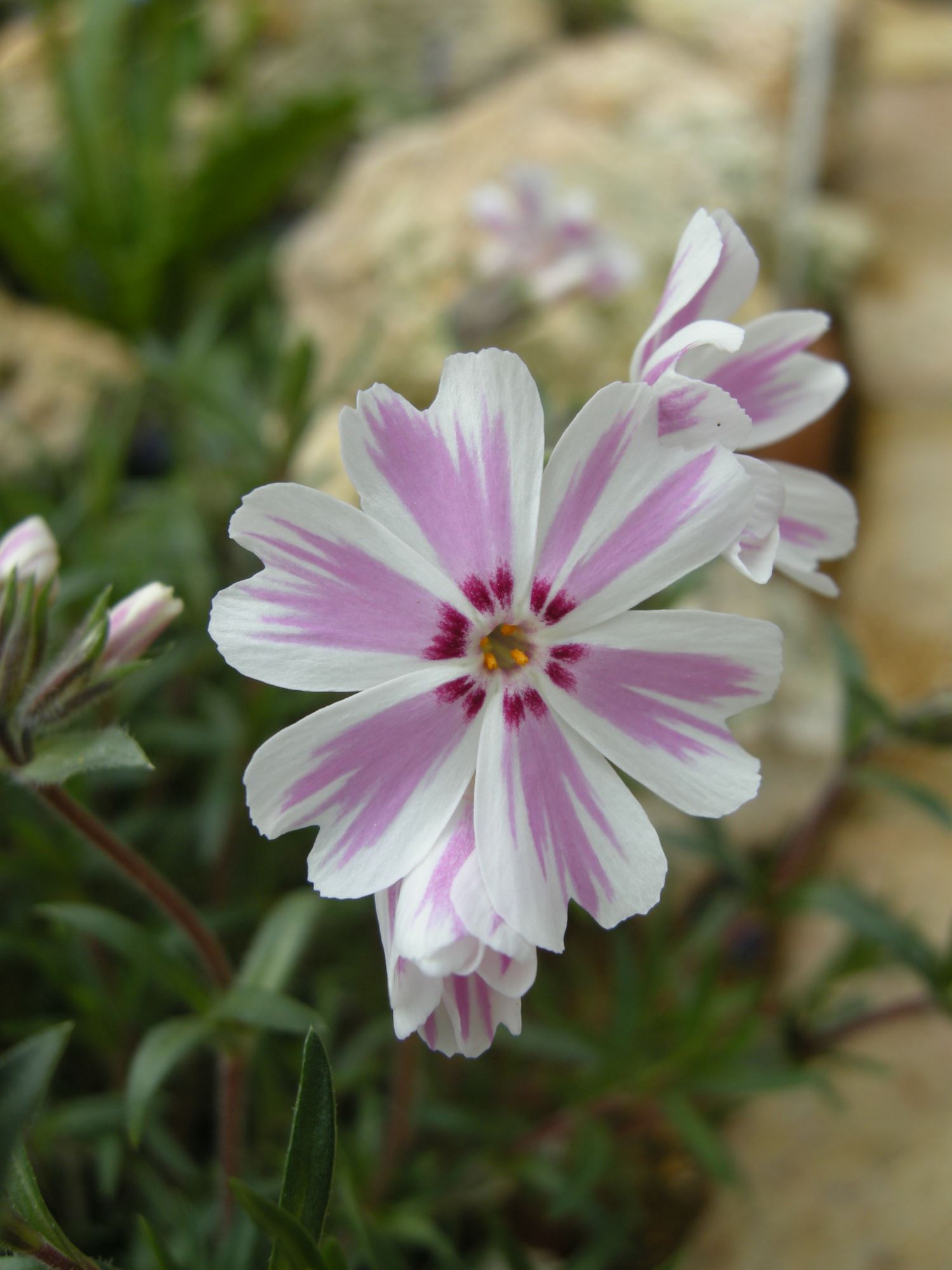 Image of Phlox subulata 'Tamaongalei'