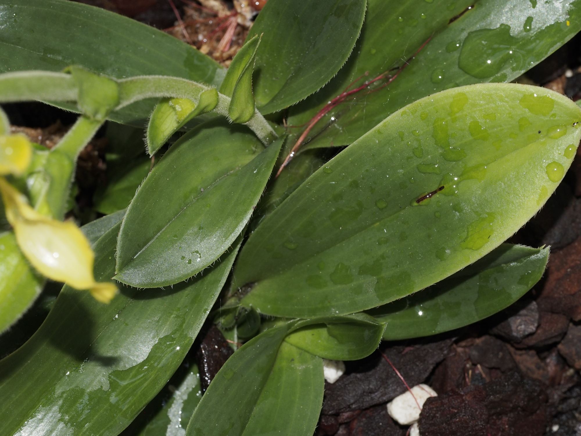 Image of Paphiopedilum 'Pinocchio Alba'
