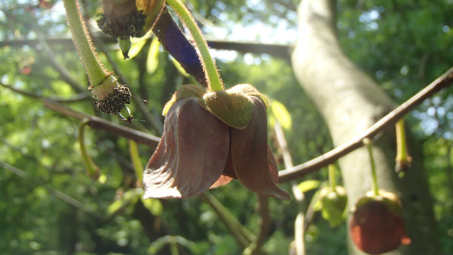 Image of Asimina triloba