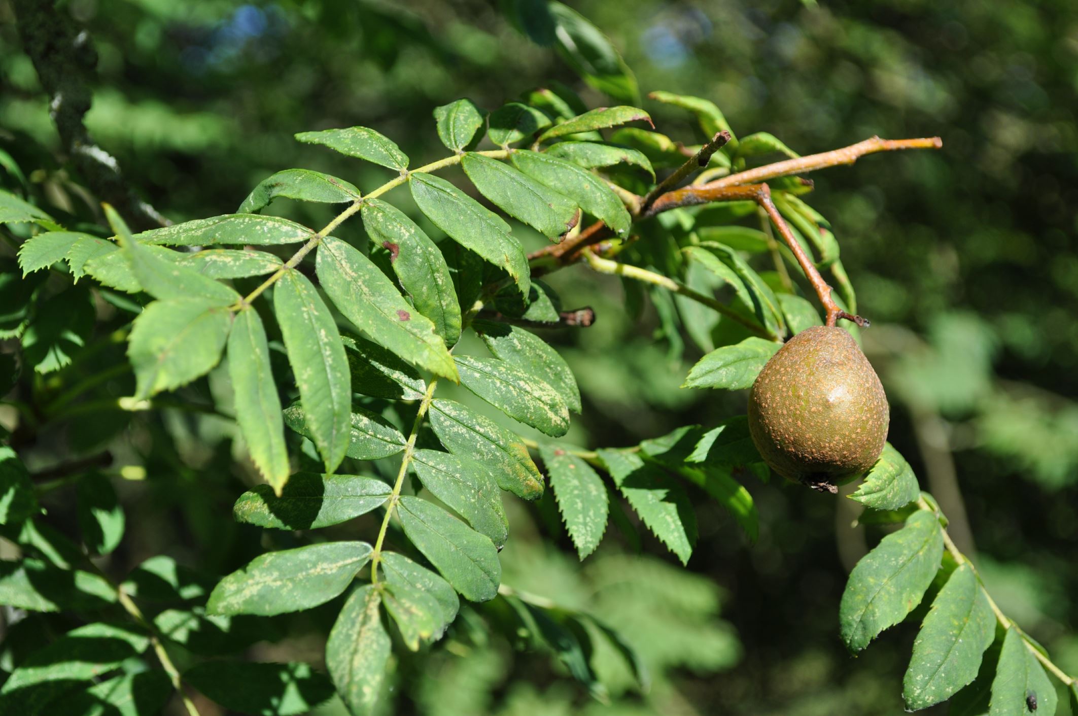 Image of Sorbus domestica