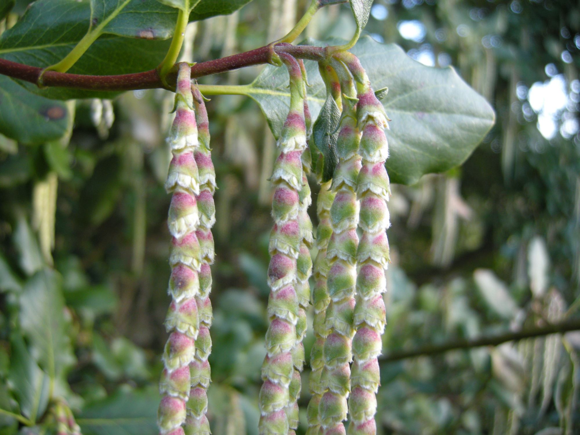 Image of Garrya Ã— issaquahensis