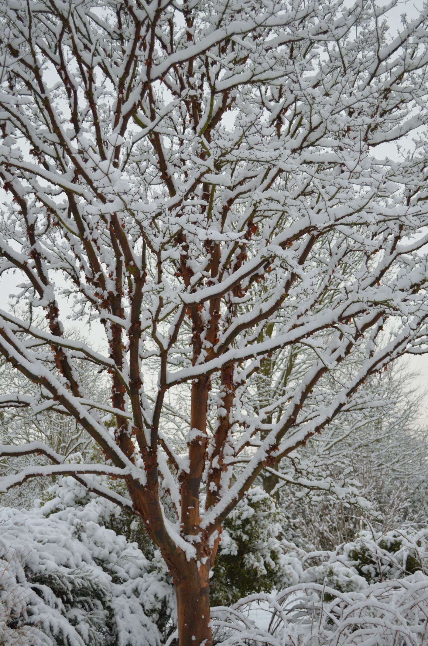 Image of Acer griseum