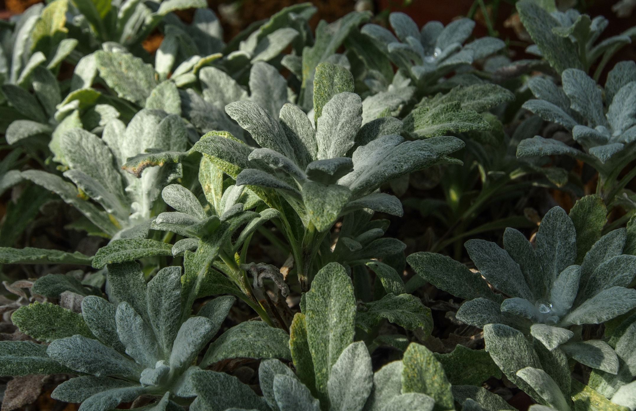 Image of Salvia cyanescens