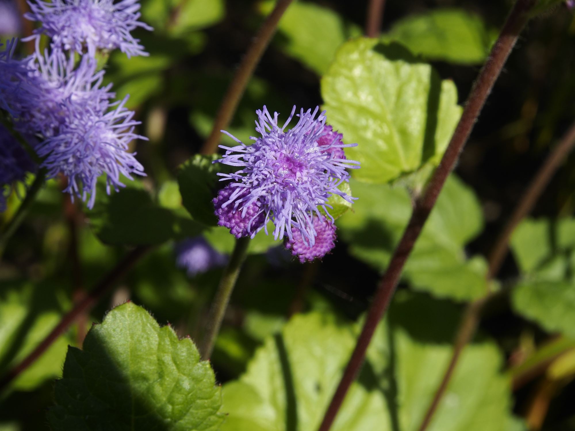 Image of Ageratum houstonianum 'Blue Bouquet'