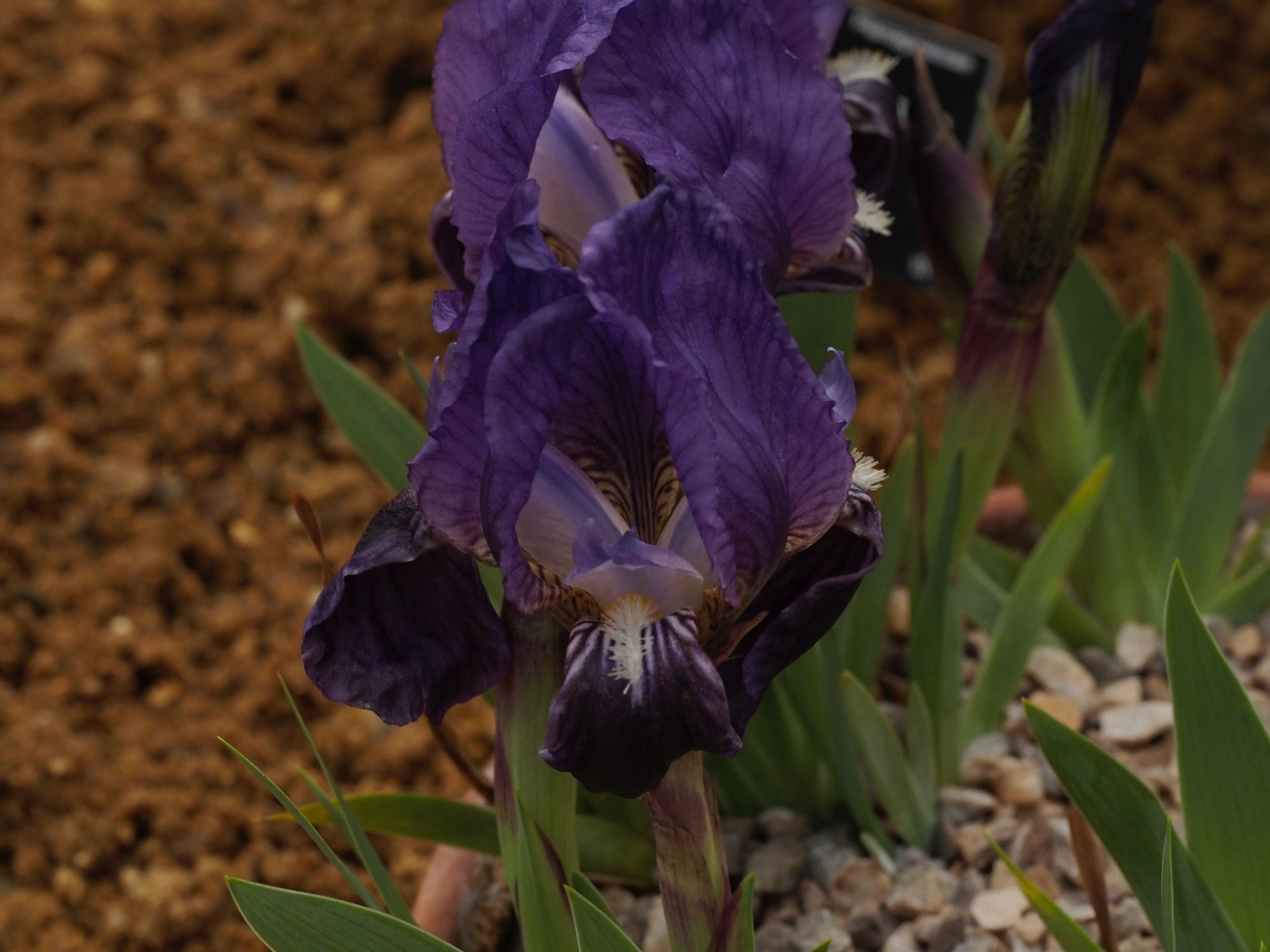 Image of Iris lutescens