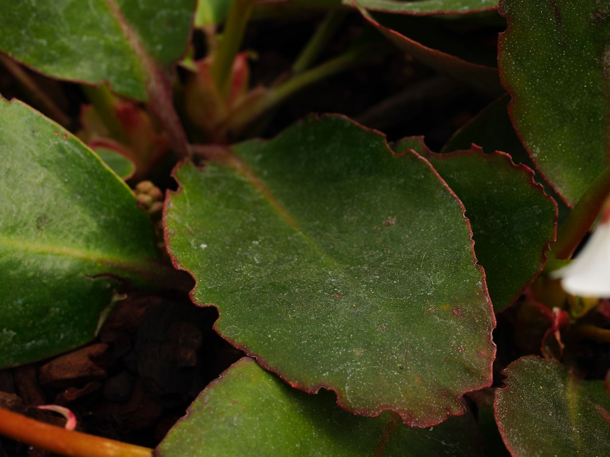 Image of Bergenia emeiensis