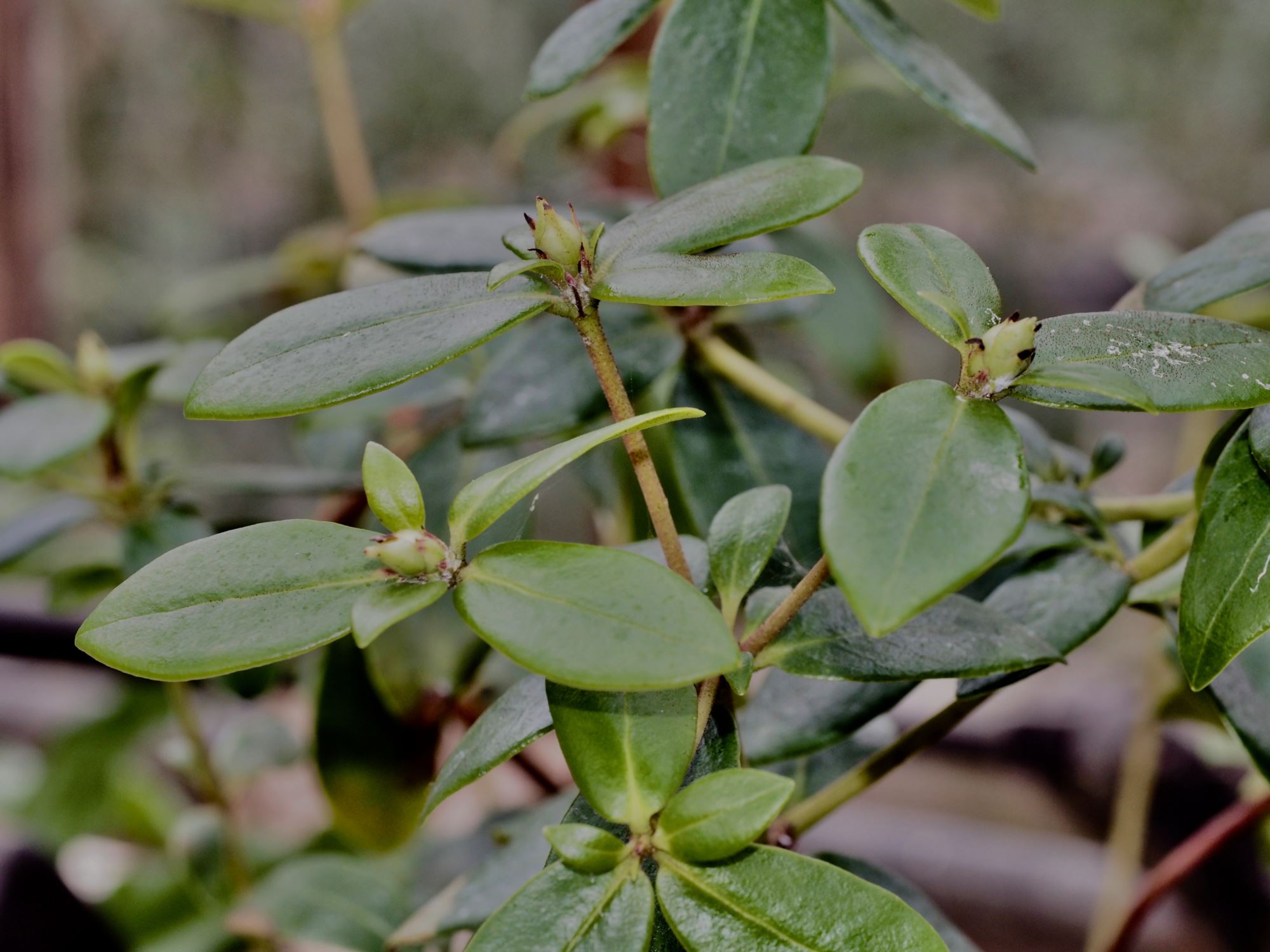 Image of Rhododendron jasminiflorum subsp. jasminiflorum