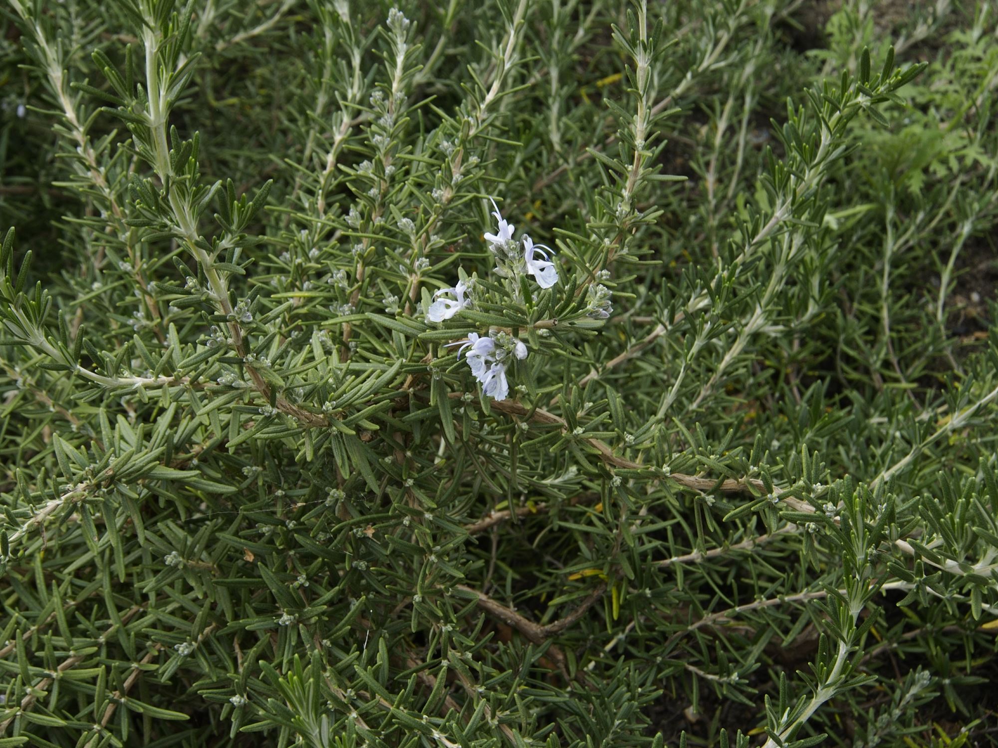 Image of Salvia rosmarinus 'Severn Seas'