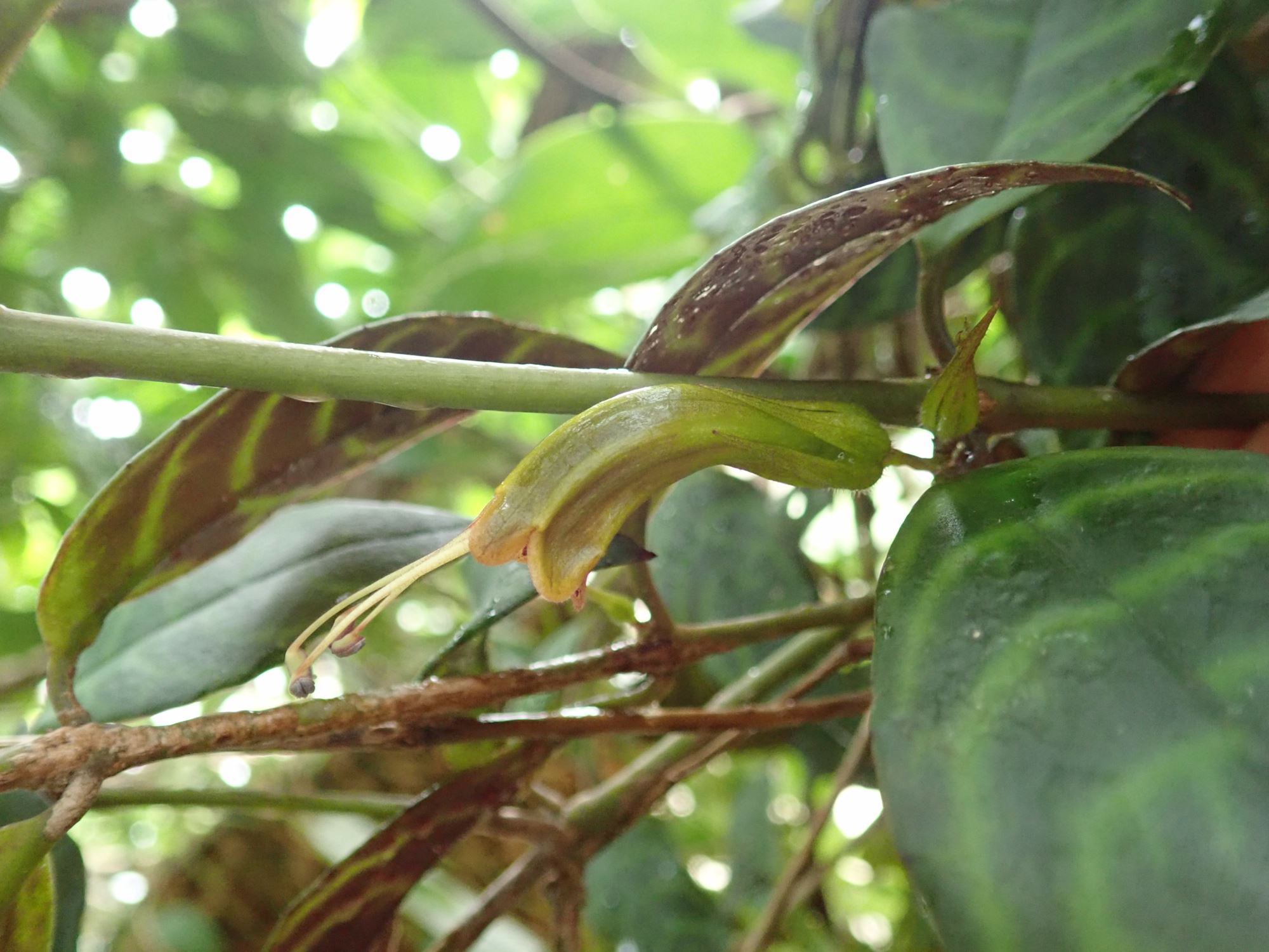 Image of Aeschynanthus longicaulis