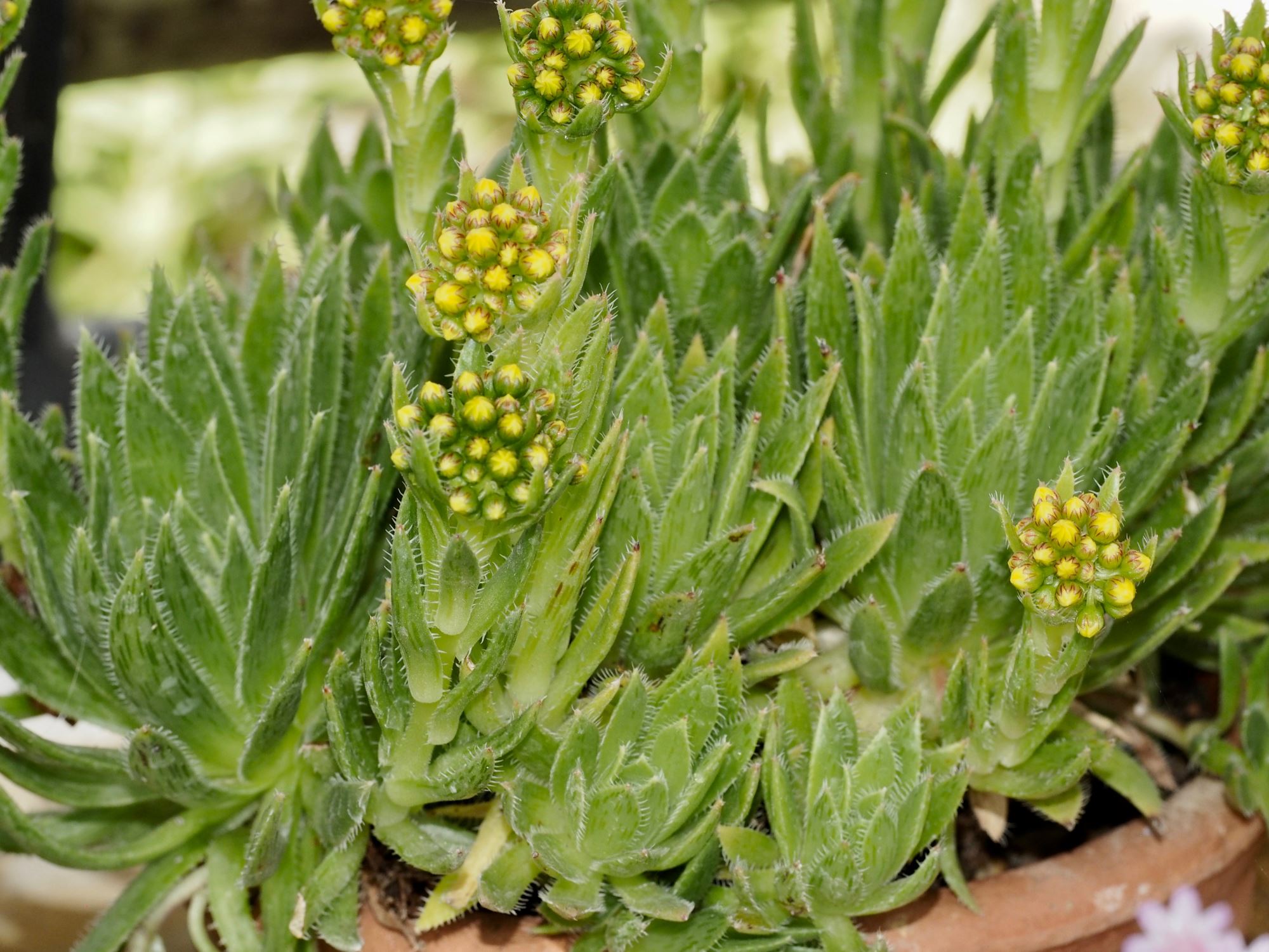 Image of Aeonium simsii