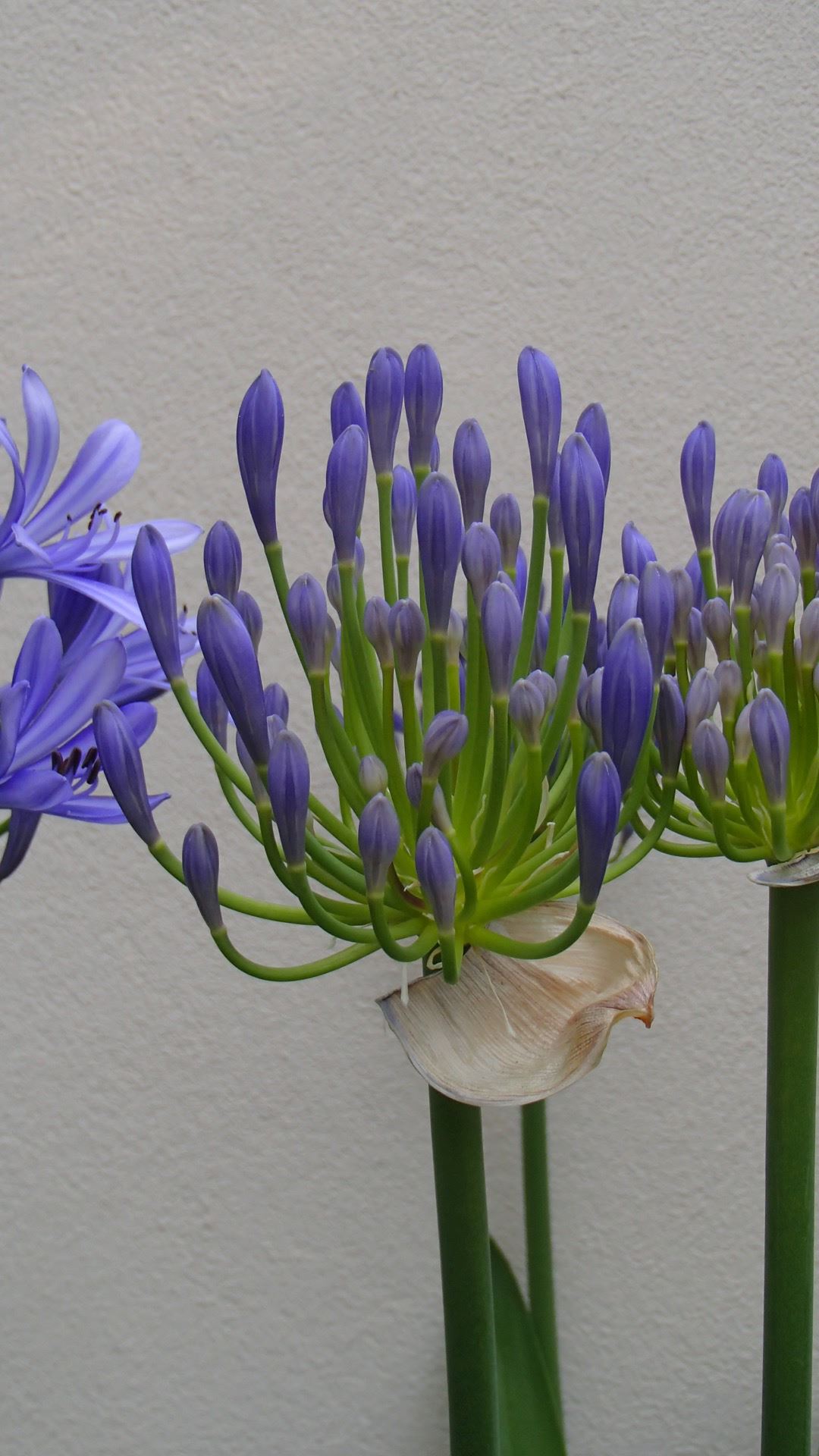 Image of Agapanthus praecox subsp. praecox