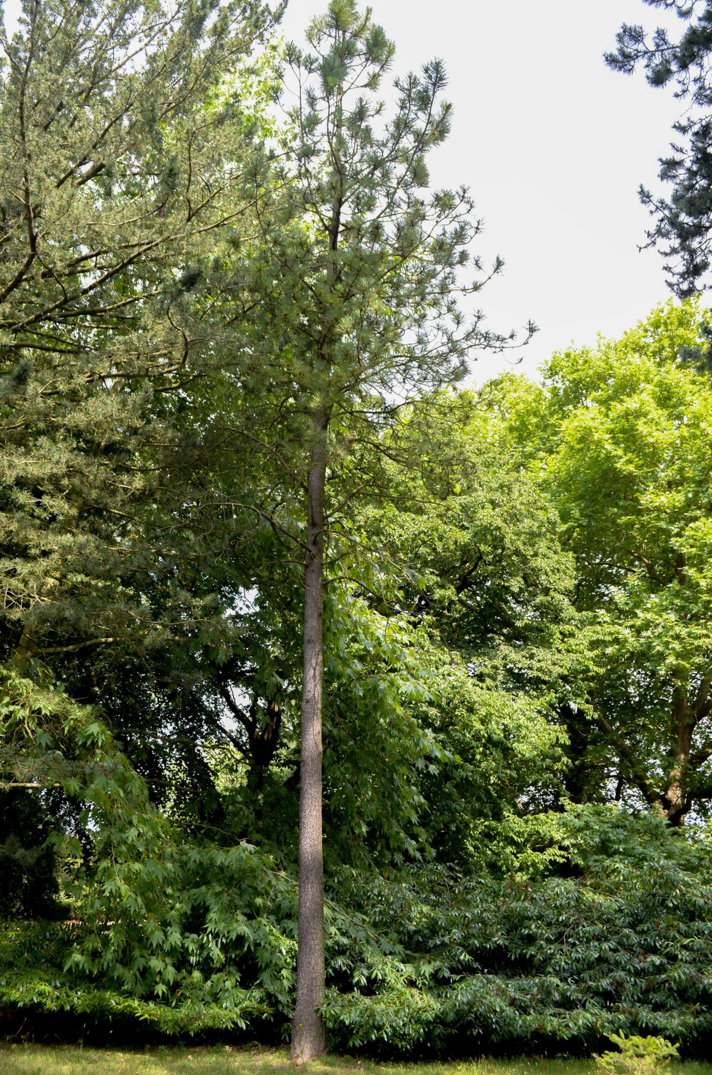 Image of Pinus ponderosa