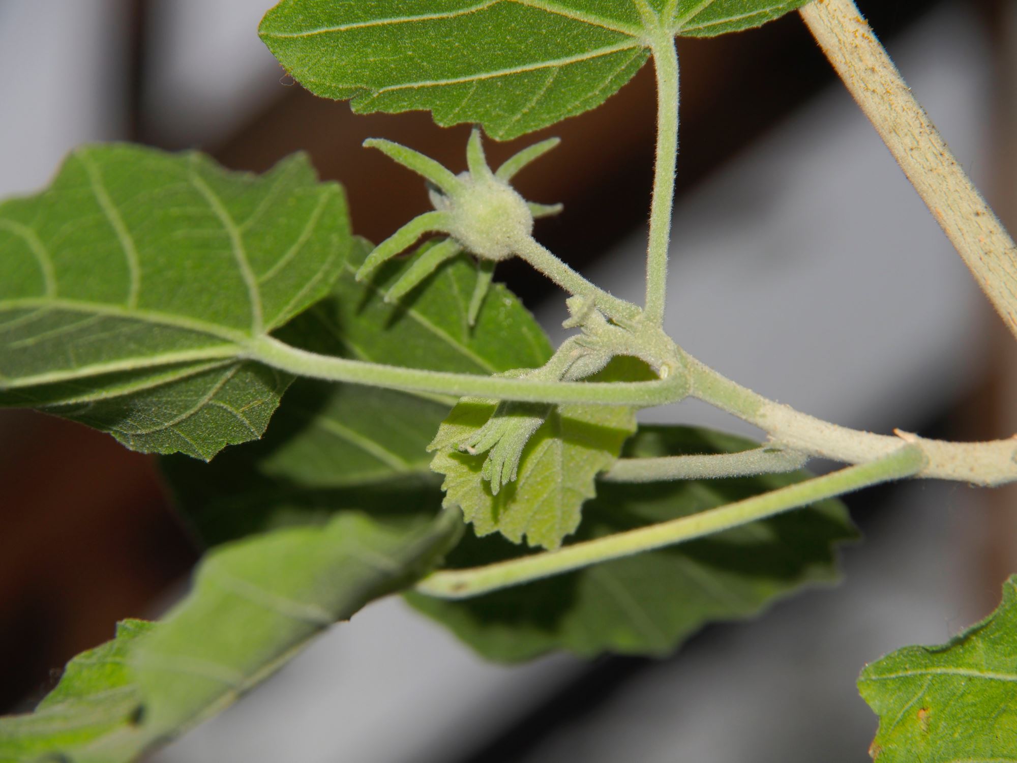 Image of Hibiscadelphus distans