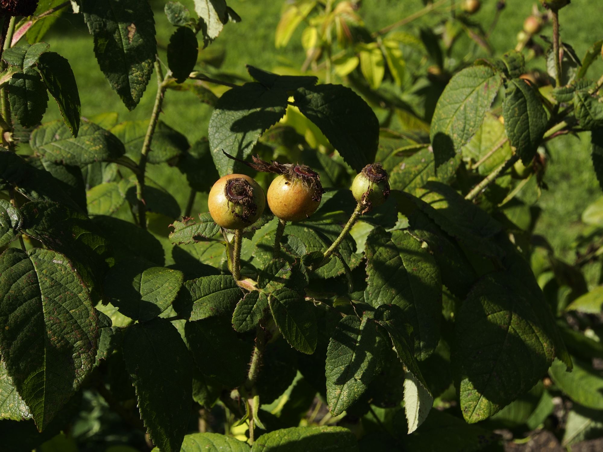 Image of Rosa gallica 'Officinalis'