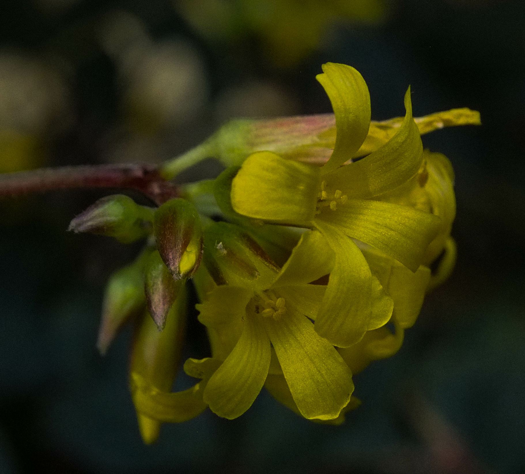Image of Oxalis ortgiesii