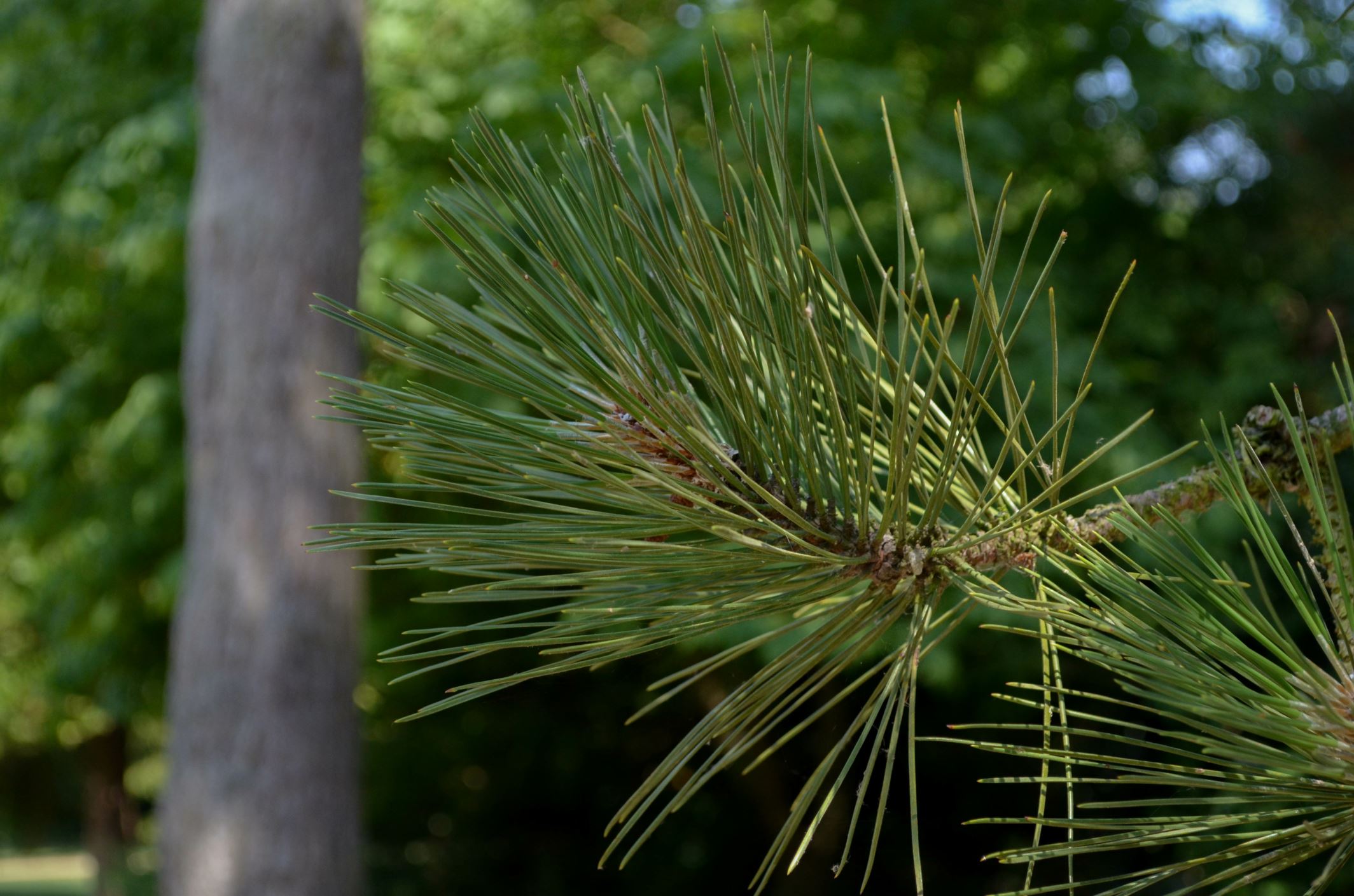 Image of Pinus nigra subsp. salzmannii