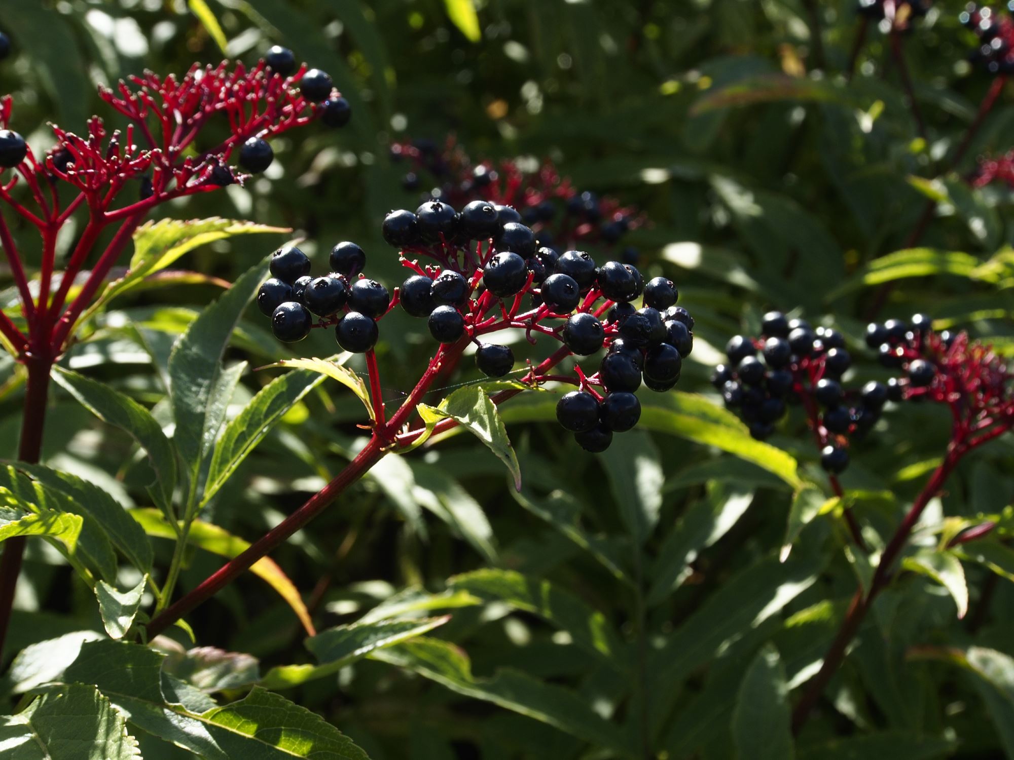Image of Sambucus ebulus