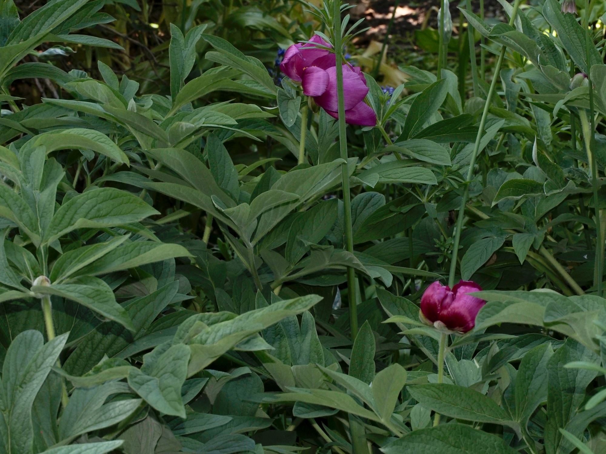 Image of Paeonia mascula subsp. arietina