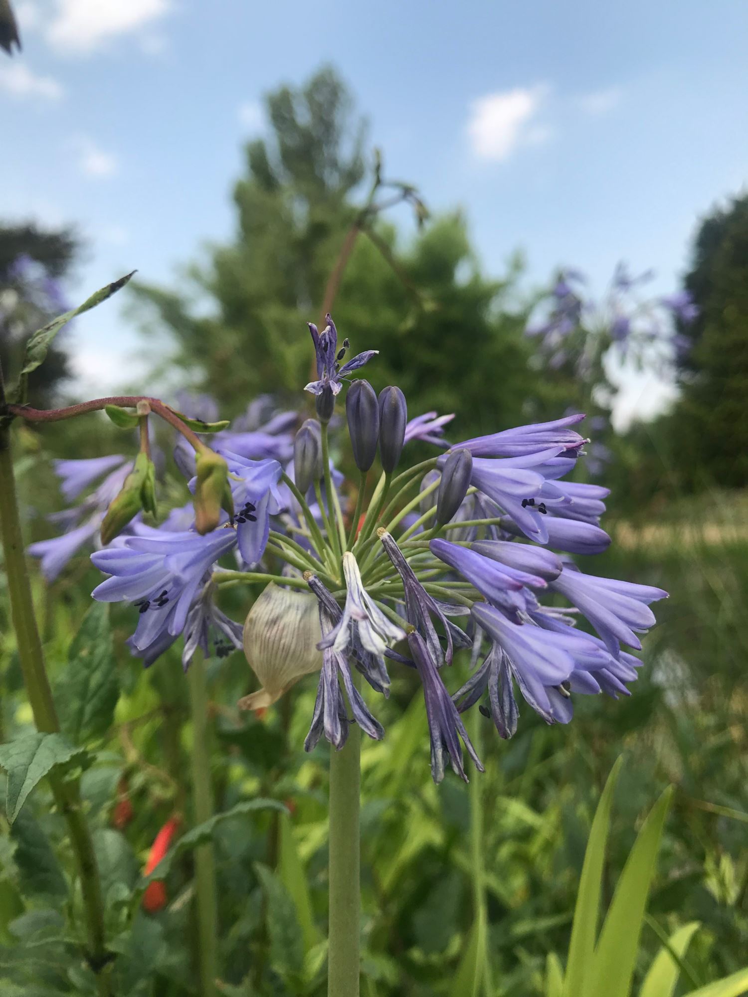 Image of Agapanthus africanus subsp. africanus