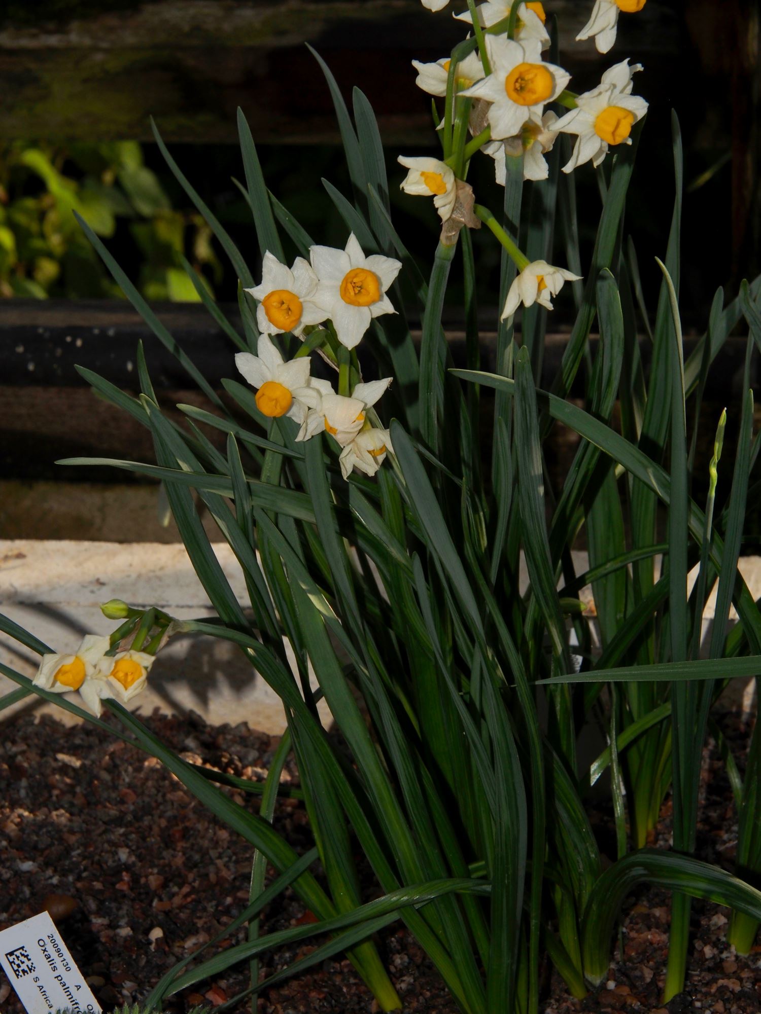 Image of Narcissus elegans