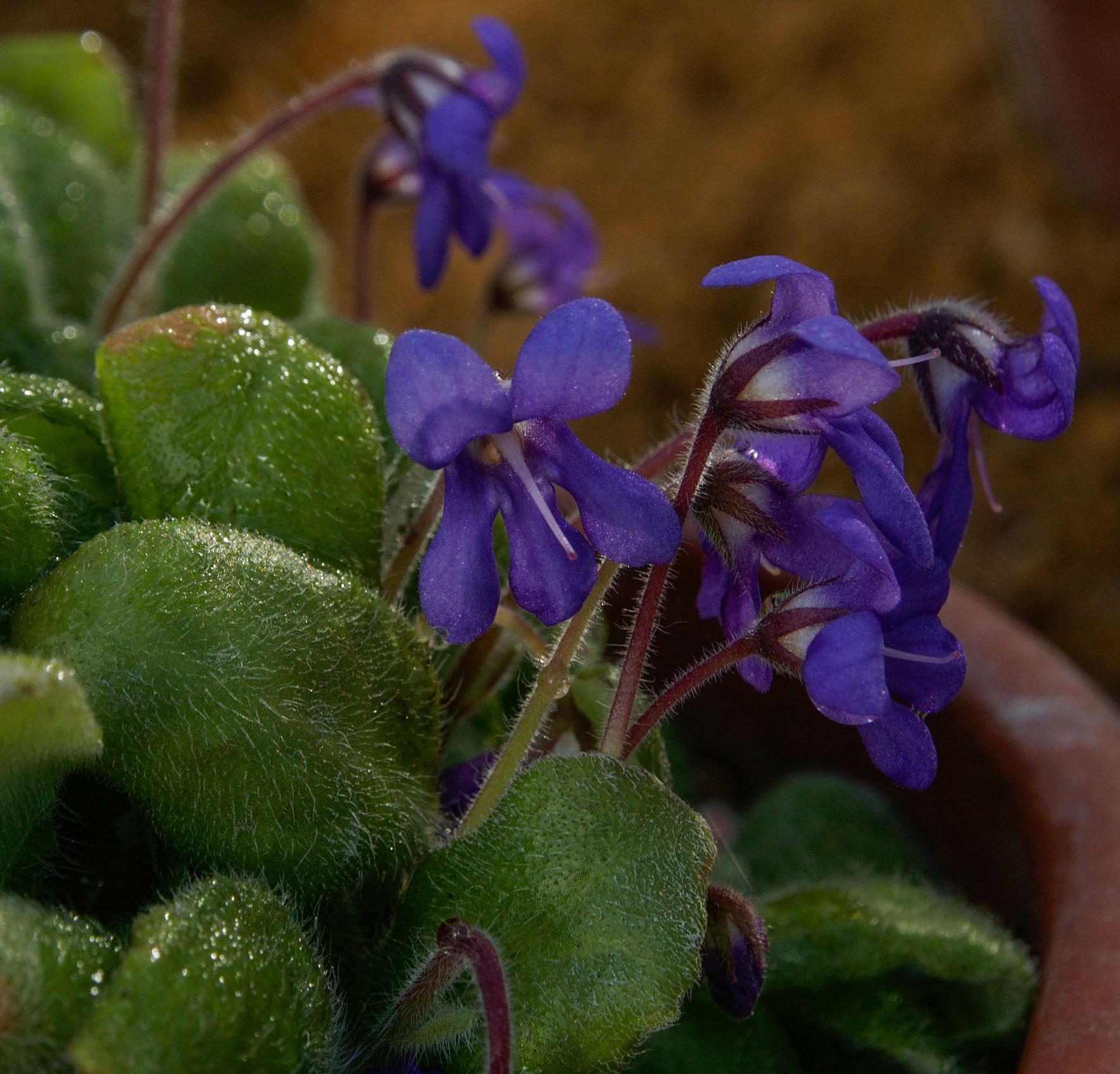 Image of Petrocosmea nervosa