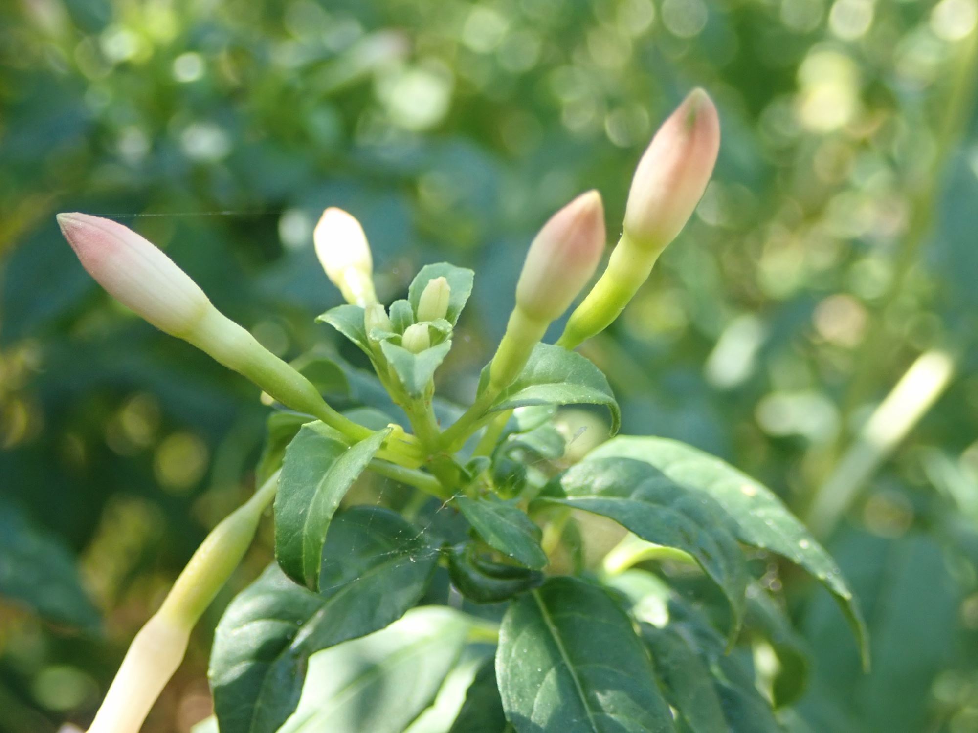 Image of Fuchsia magellanica var. molinae