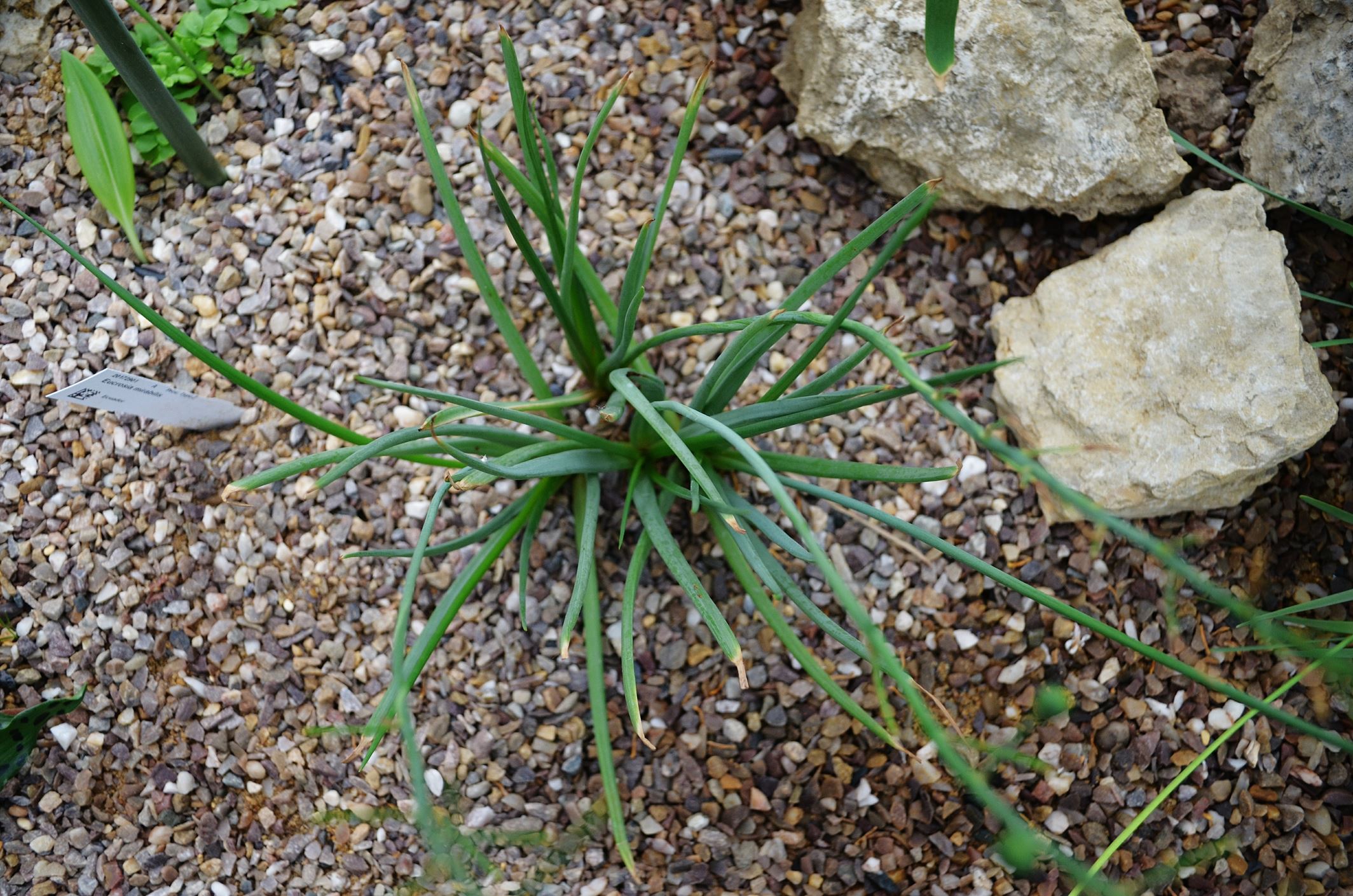 Image of Bulbine bulbosa