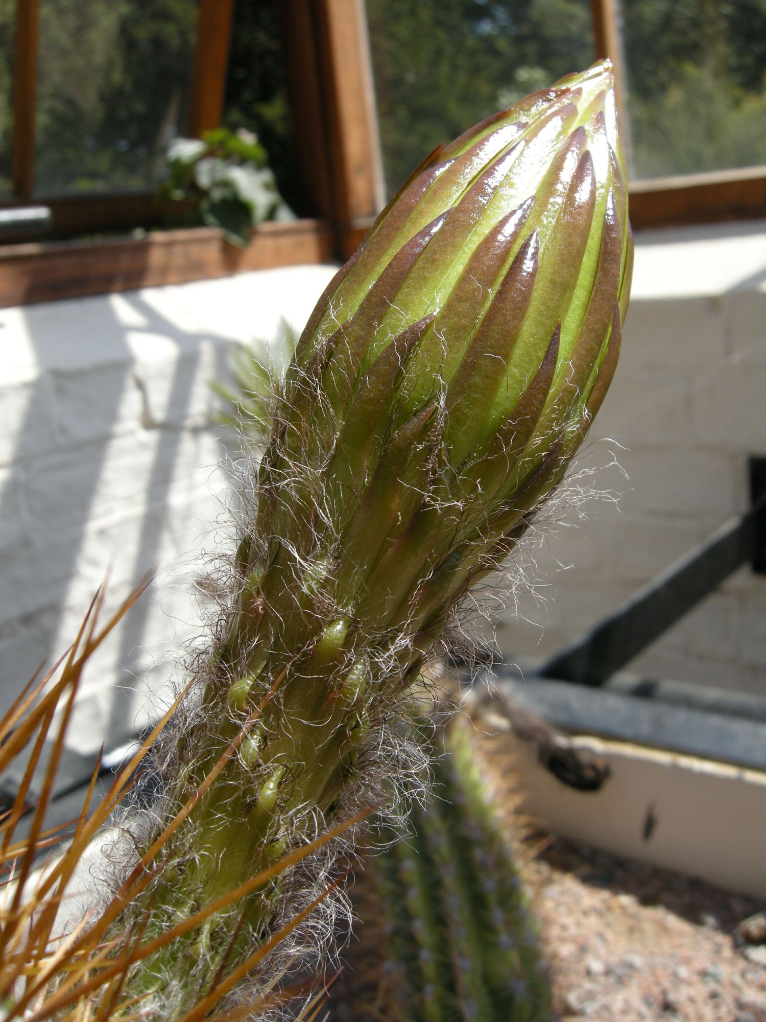 Image of Echinopsis atacamensis subsp. pasacana